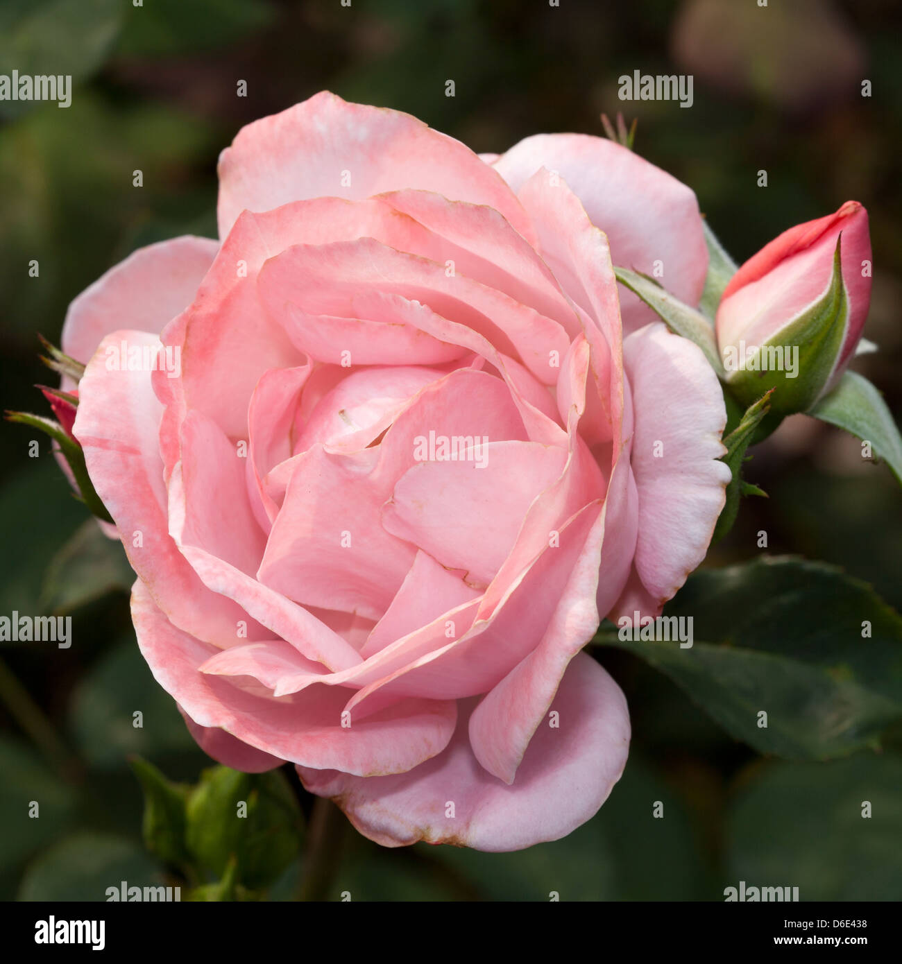 Floribunda-Rose 'St. Helena' with bud Stock Photo