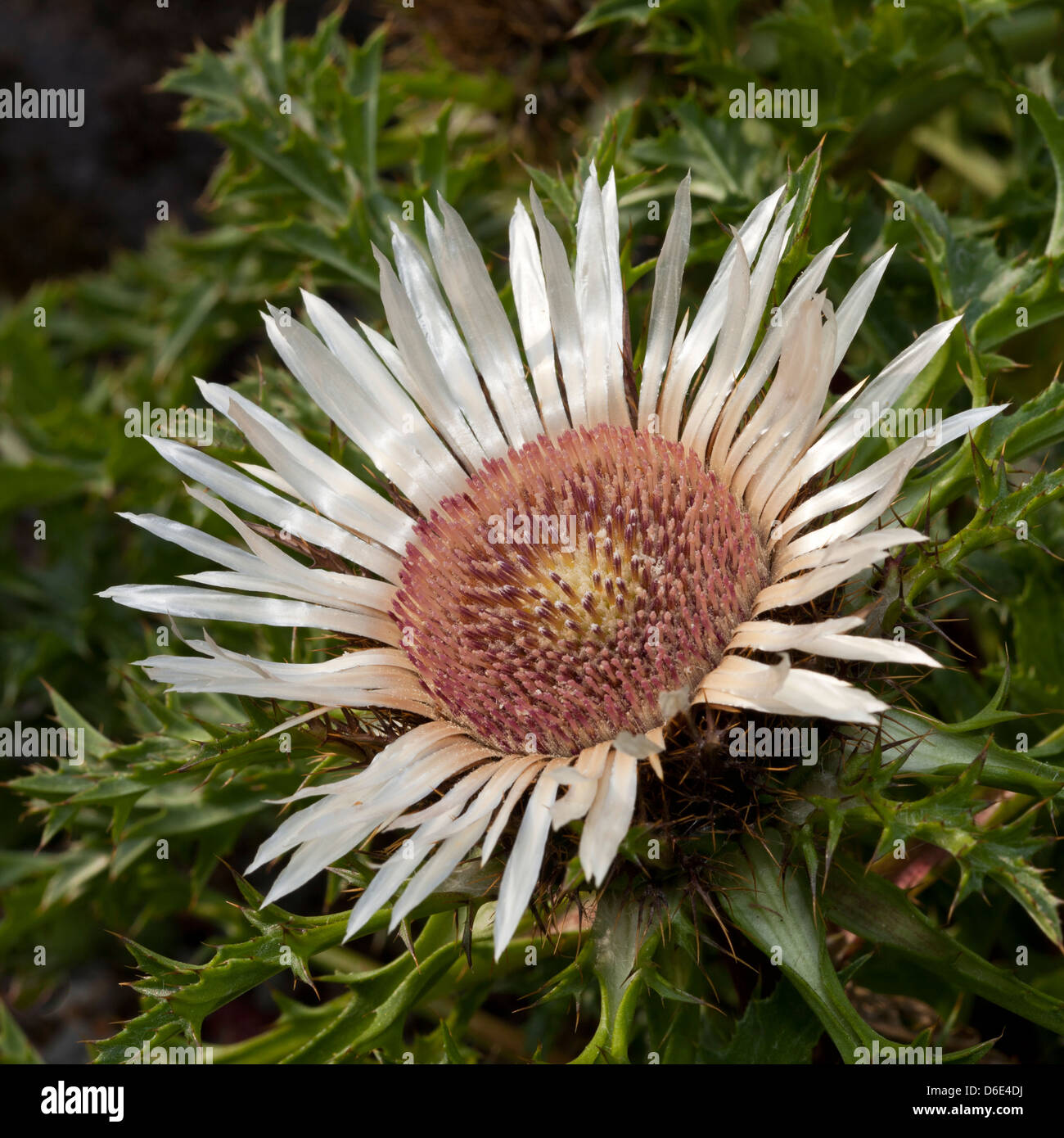 Silver Thistle, Carlina acaulis, Asteraceae Stock Photo