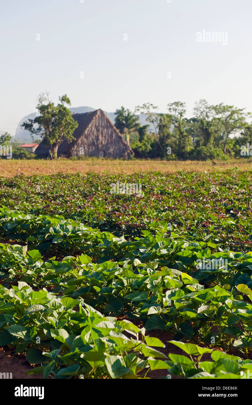 vegetable plot, Unesco World Heritage Site, Vinales Valley, Cuba, West Indies, The Caribbean Stock Photo
