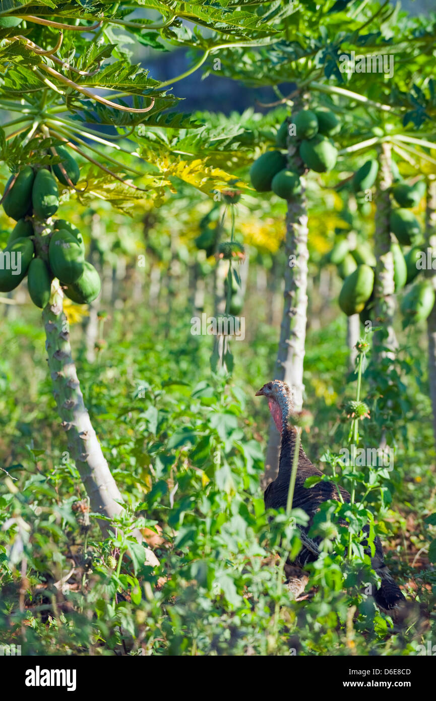 Turkey in a Papaya plantation, Los Aquaticos, Unesco World Heritage