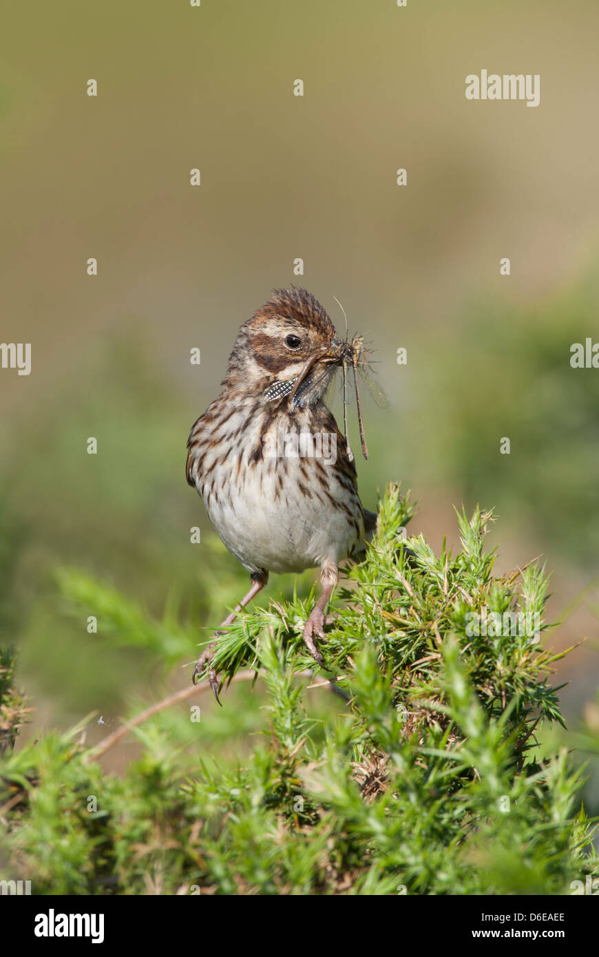 Emberiza schoeniclus - Female Reed Bunting with a beak full of insects Stock Photo