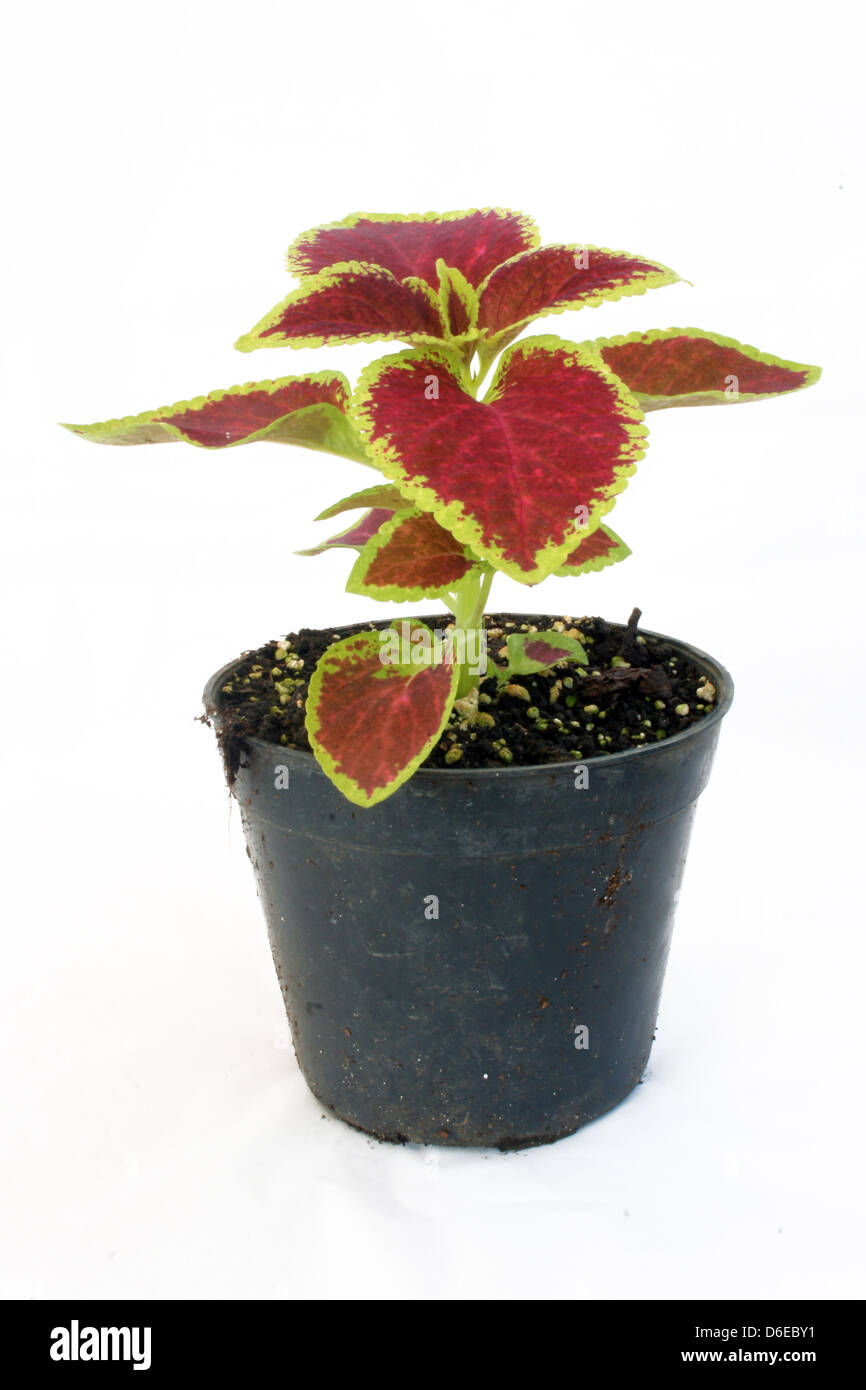 Greenhouse farming of colorful flowers Stock Photo Alamy
