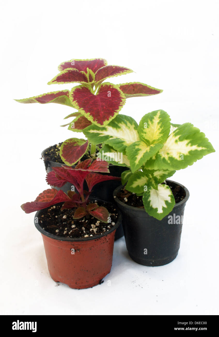 Greenhouse farming of colorful flowers Stock Photo Alamy