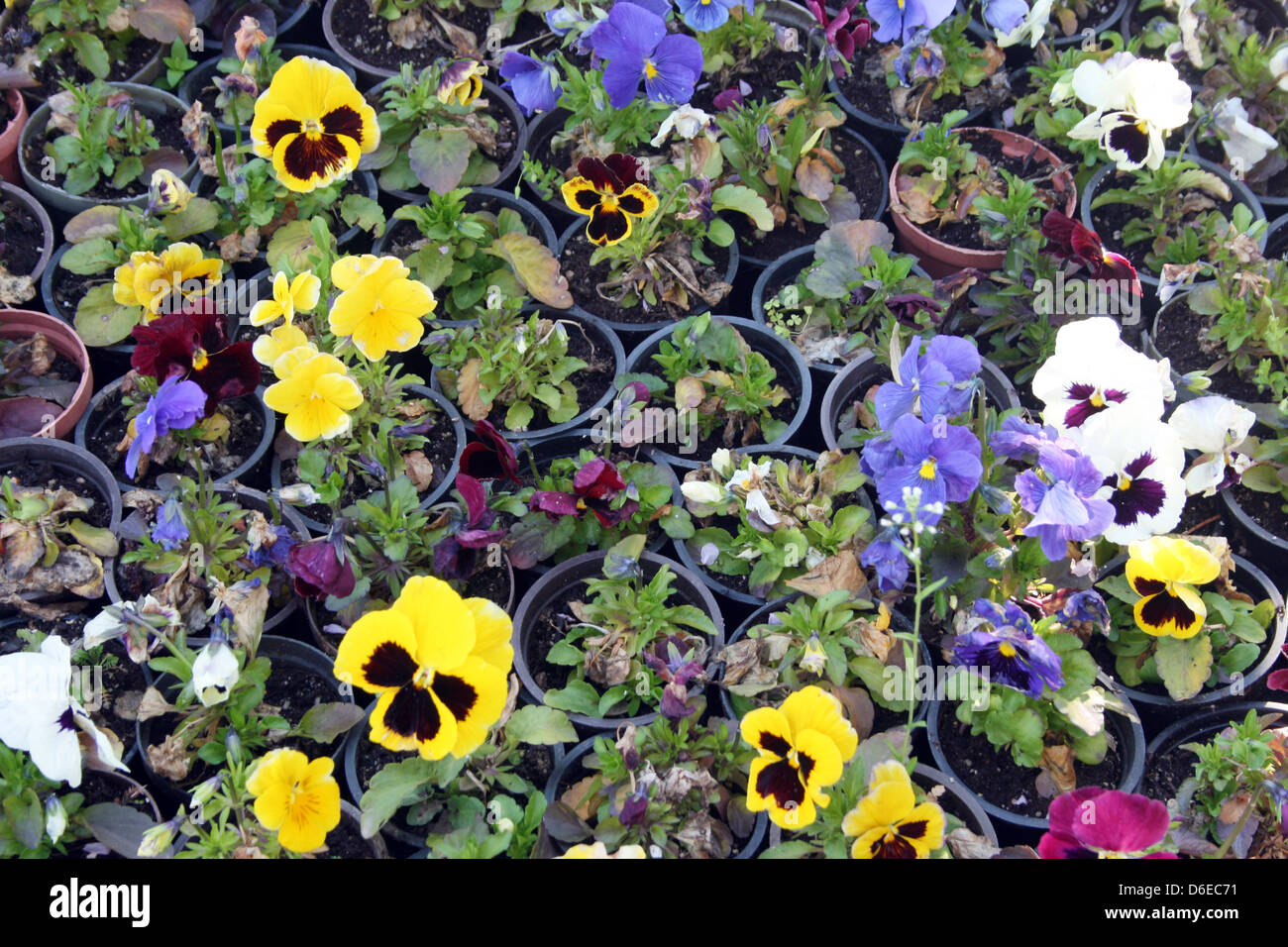 Greenhouse farming of colorful flowers Stock Photo Alamy