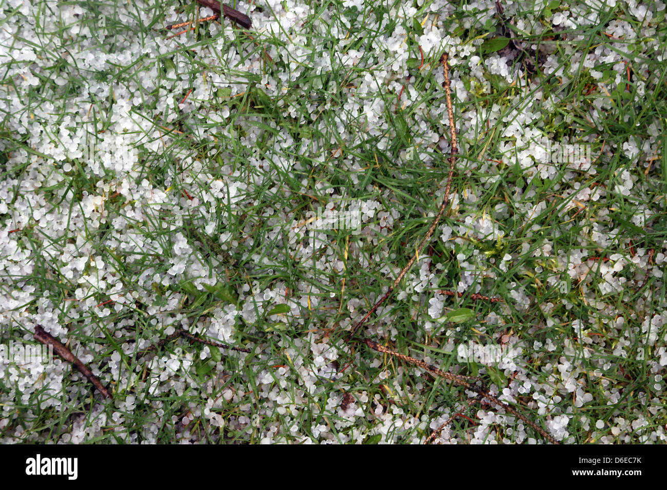 Hailstones On Grass After Hailstorm Surrey England Stock Photo