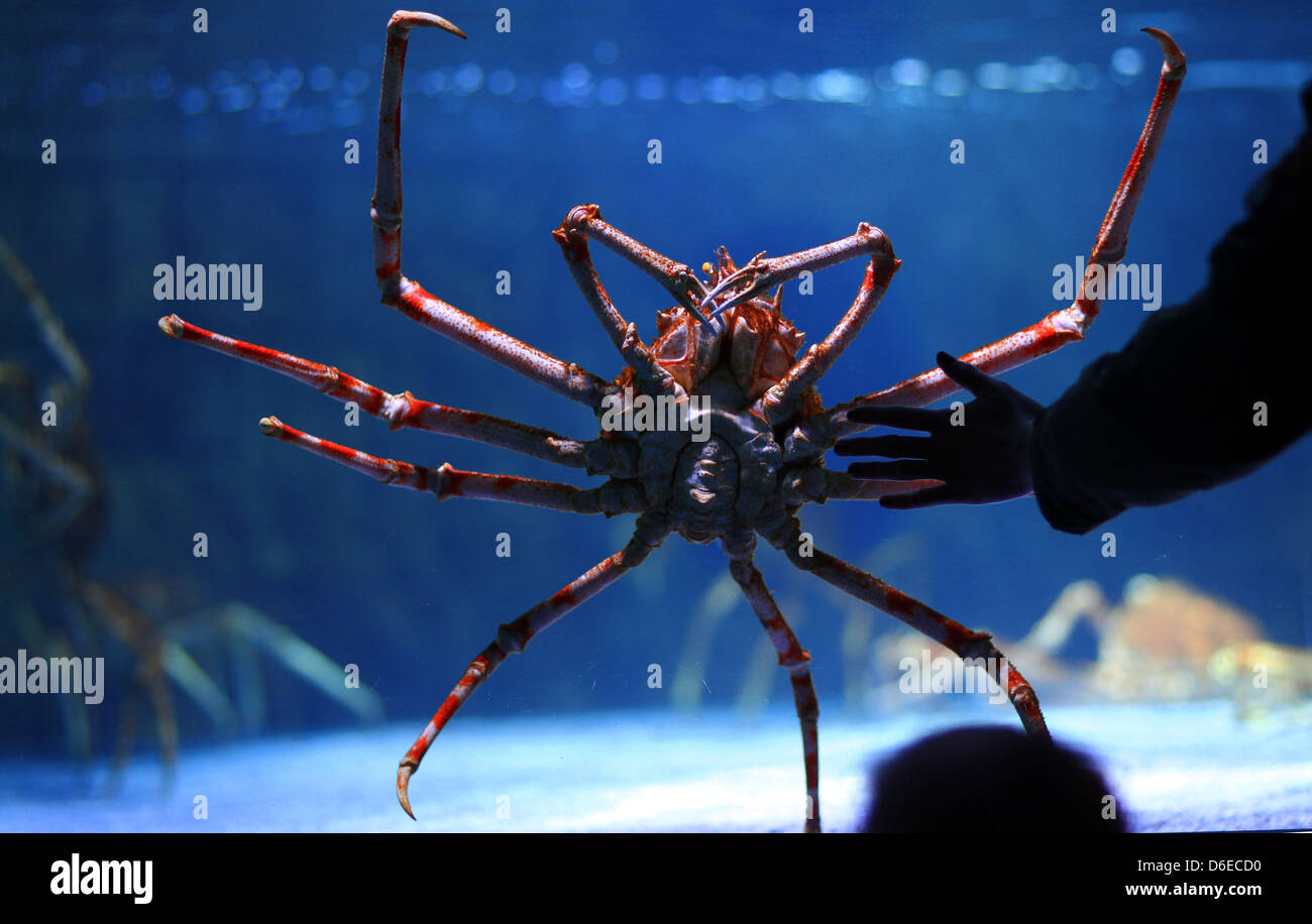 A Japanese spider crab is pictured in its tank at SeaLife Timmendorfer Strand in Timmendorfer Strand, Germany, 25 January 2012. The animals are measured and marked after they shed their skins. The underwaterworld SeaLife opened its doors 15 years ago and houses 2,500 animals in different aquariums with a combined volume of 500,000 litres. Photo: JENS BUETTNER Stock Photo
