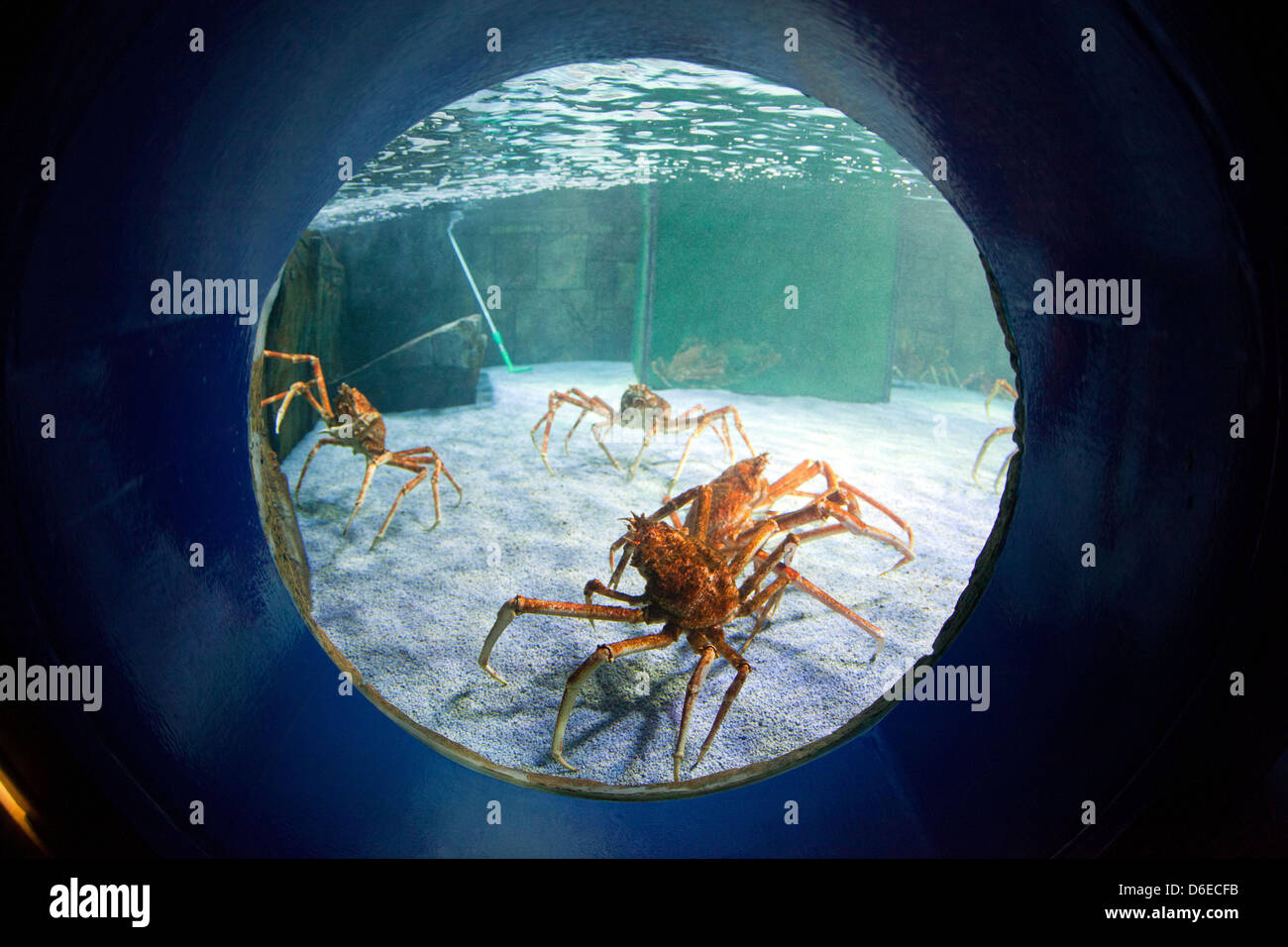 Japanese spider crabs are pictured in its tank at SeaLife Timmendorfer Strand in Timmendorfer Strand, Germany, 25 January 2012. The animals are measured and marked after they shed their skins. The underwaterworld SeaLife opened its doors 15 years ago and houses 2,500 animals in different aquariums with a combined volume of 500,000 litres. Photo: JENS BUETTNER Stock Photo