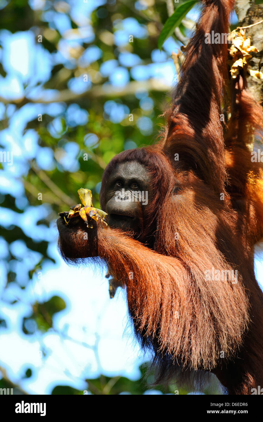 Female orangutan Semenggoh Wildlife Rehabilitation Centre near