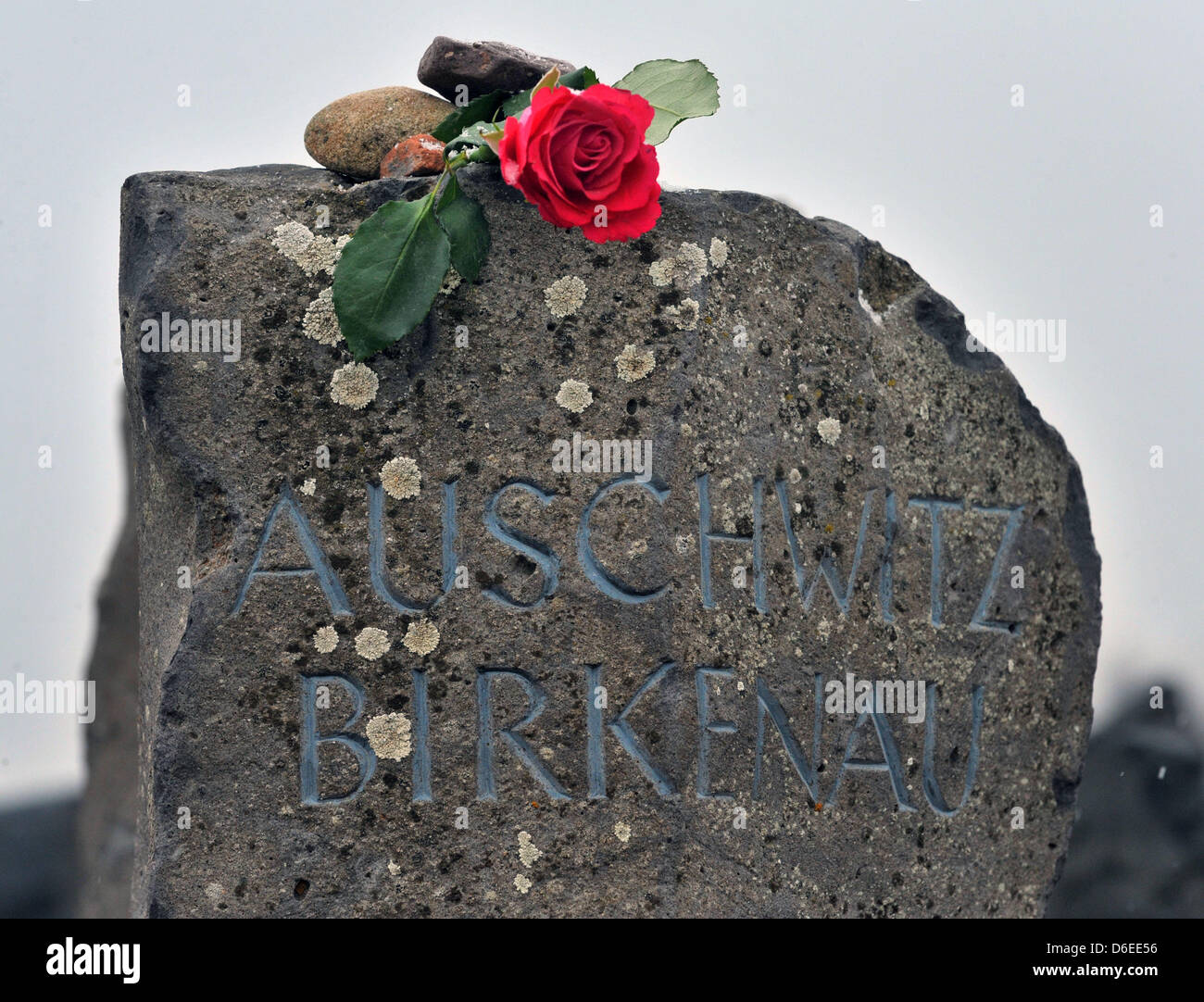 A rose sits on a stone reading 'Auschwitz Birkenau' on roll-call square of Buchenwald Concentration Camp near Weimar, Germany, 27 January 2012. The German state of Thuringia is commemorating the victims of National Socialism with a service in the state parliament, the laying of a wreath at Buchenwald and talks by eye witnesses. Since 1996, January 27th is a national day of remembra Stock Photo