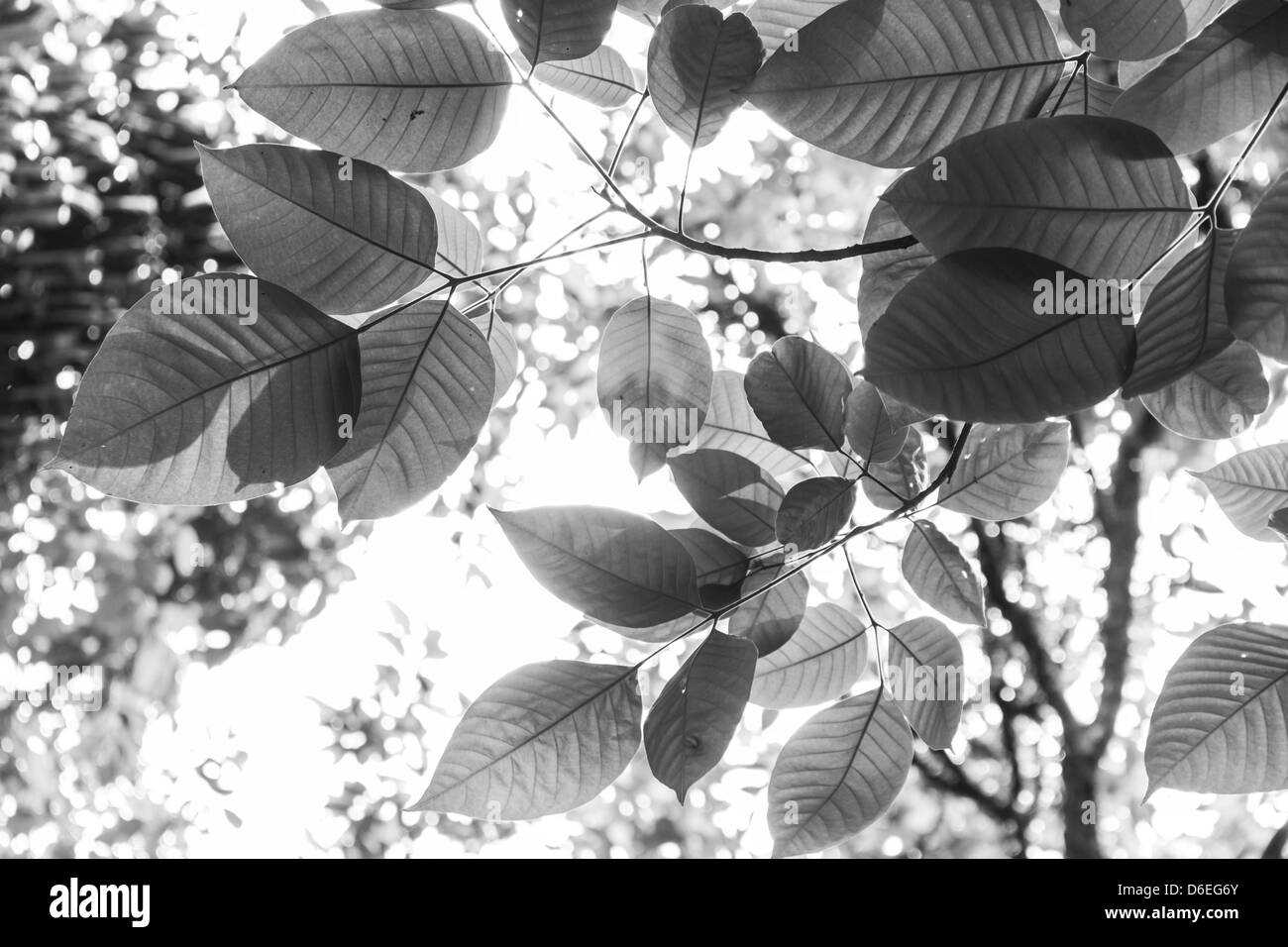 leaf,leaves,plant,plants,tree,branch,branches,black and white,black,white Stock Photo