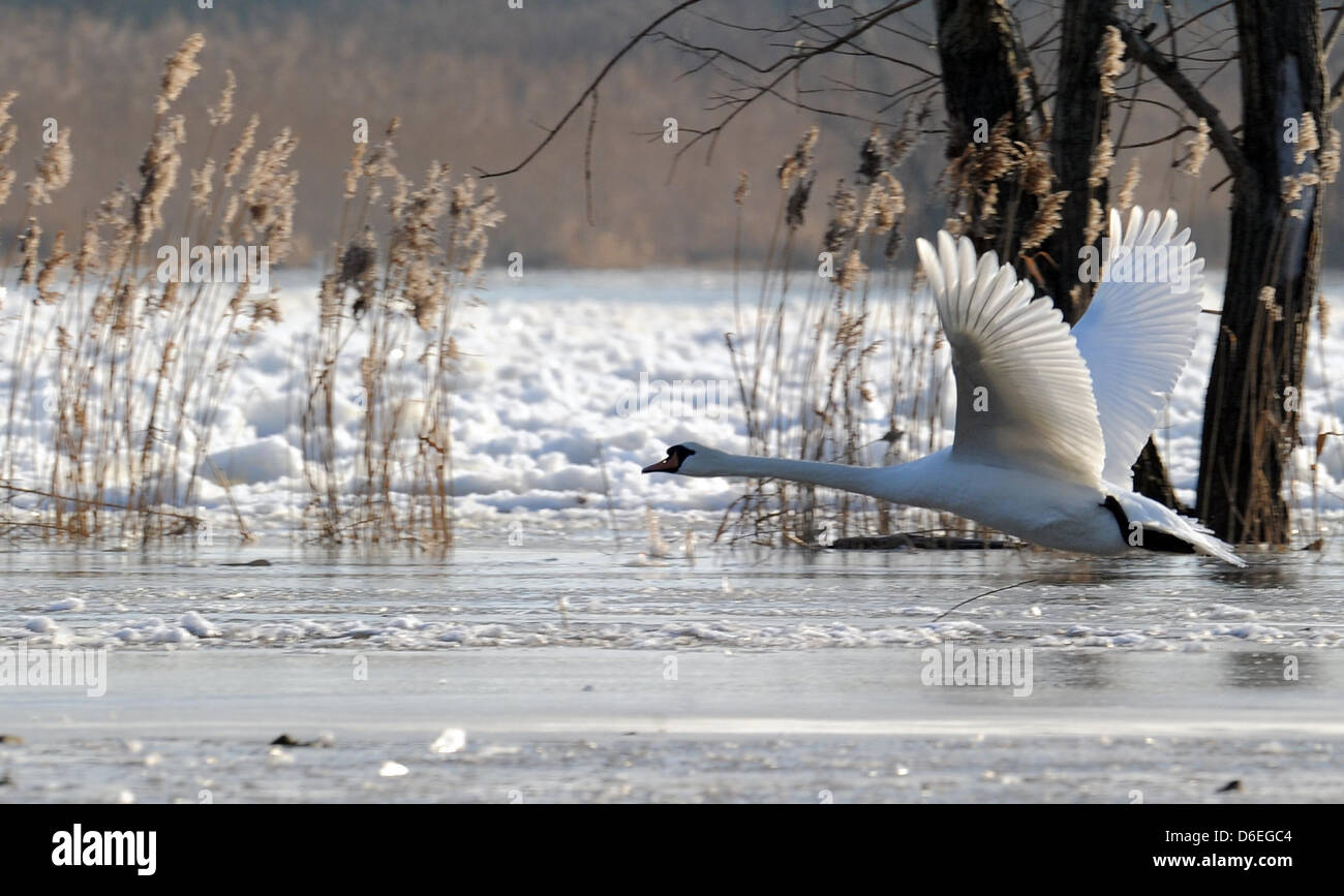 A swan flies over the Oder river covered with drift ice near Hohenwutzen, Germany, 31 January 2012. Ther western Oder and Oder at the boarder to Poland have already been closed for maritime transport. Photo: BERND SETTNIK Stock Photo
