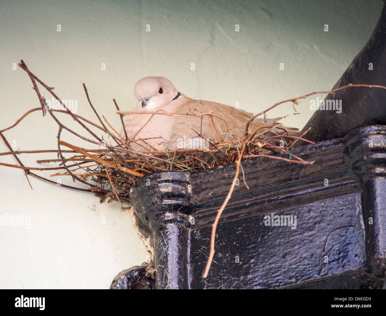 A collared Dove (Streptopelia decaocto) sat on its next in Bishops Castle, Shropshire, UK. Stock Photo