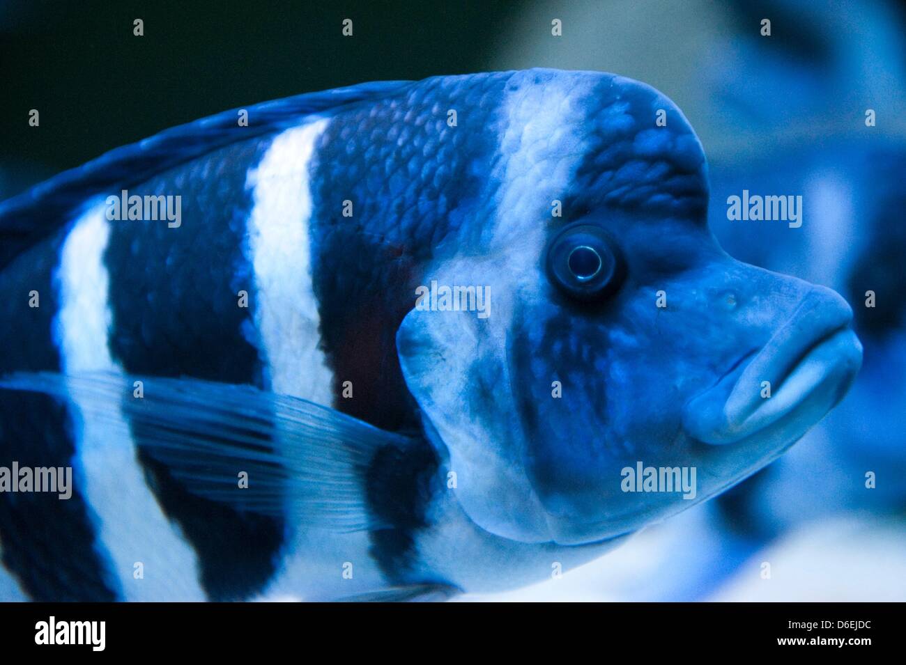 A Cyphotilapia frontosa swims in its tank at the Aquarium of the Berlin zoo in Berlin, Germany, 03 February 2012. Alltogether eleven new Cyphotilapia frontosa were taken-up at the Berlin zoo. The fish is endemic to Lake Tanganyika in Africa. Photo: Sebastian Kahnert Stock Photo