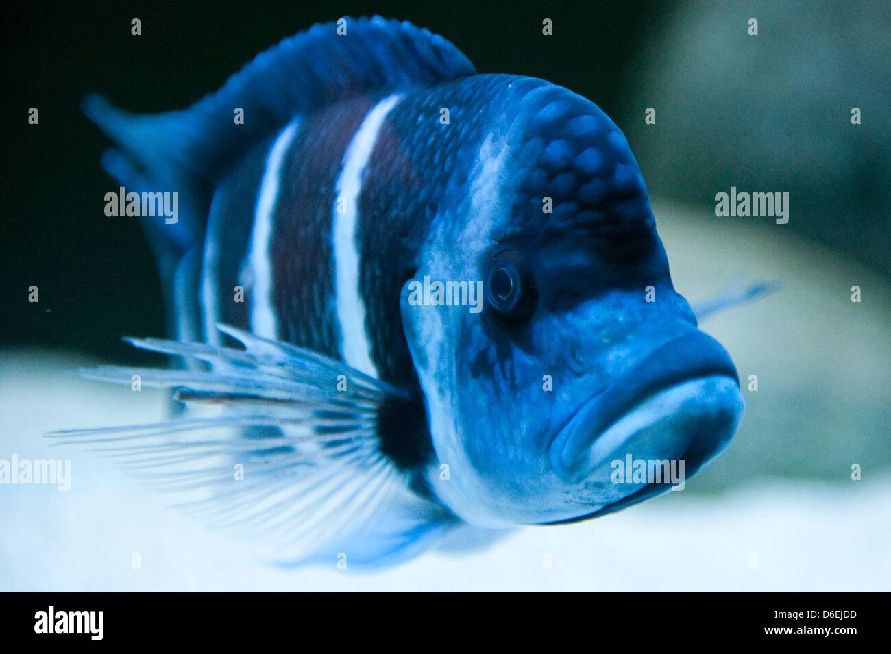 A Cyphotilapia frontosa swims in its tank at the Aquarium of the Berlin zoo in Berlin, Germany, 03 February 2012. Alltogether eleven new Cyphotilapia frontosa were taken-up at the Berlin zoo. The fish is endemic to Lake Tanganyika in Africa. Photo: Sebastian Kahnert Stock Photo