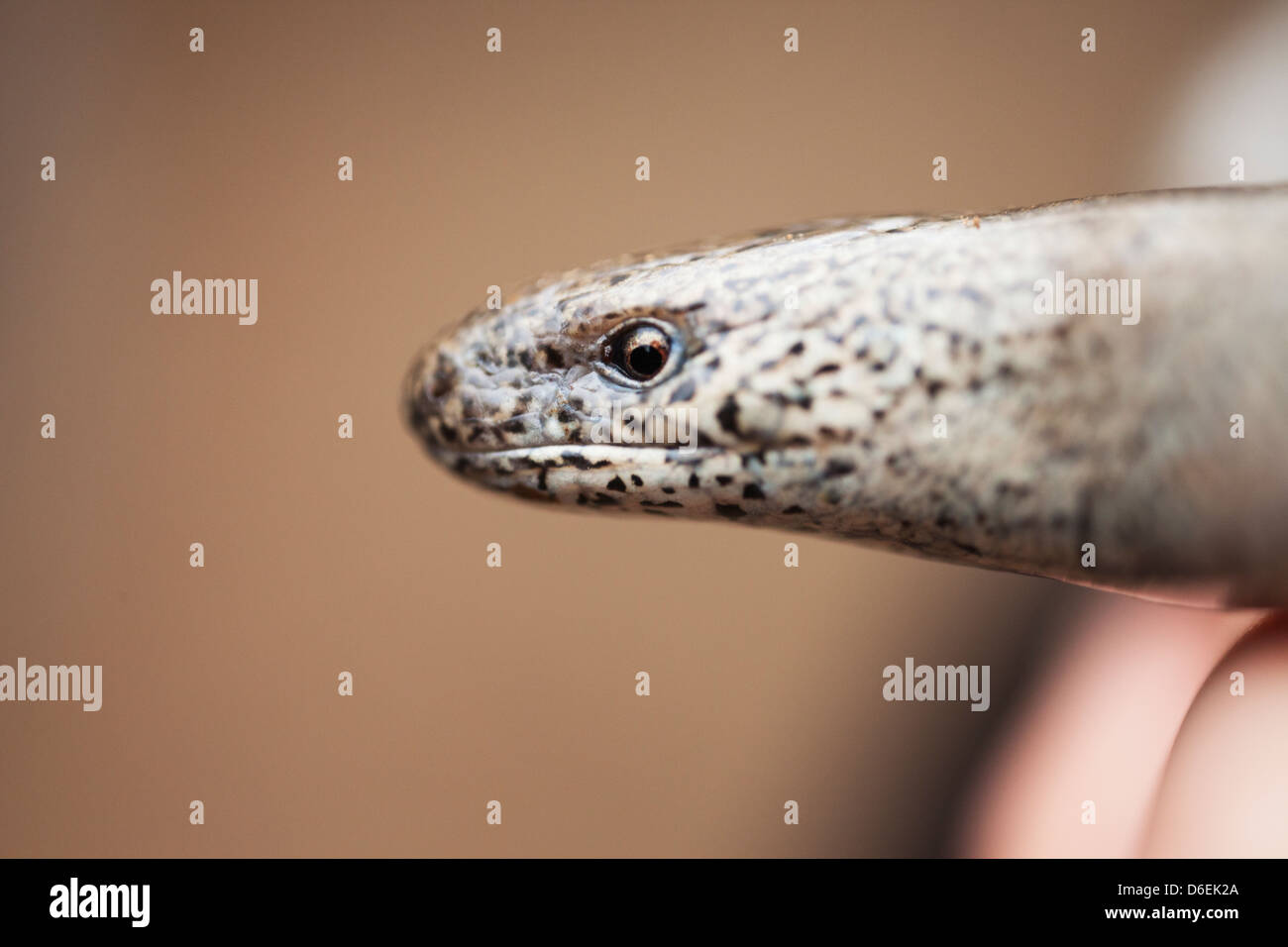 A close-up of a slow worm Stock Photo