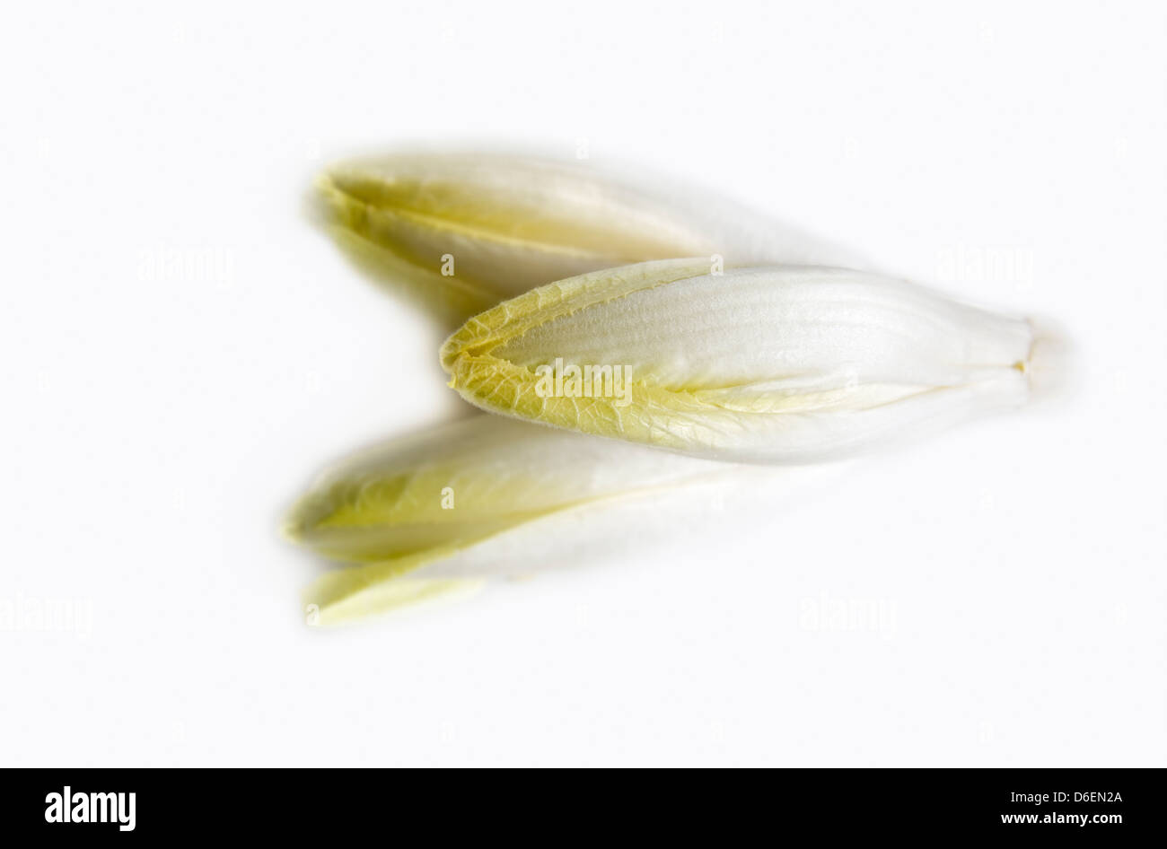 Chicory Stock Photo