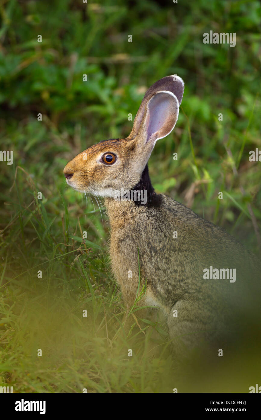 Black-necked Hare Lepus nigricollis feeding in grassy clearing Stock Photo