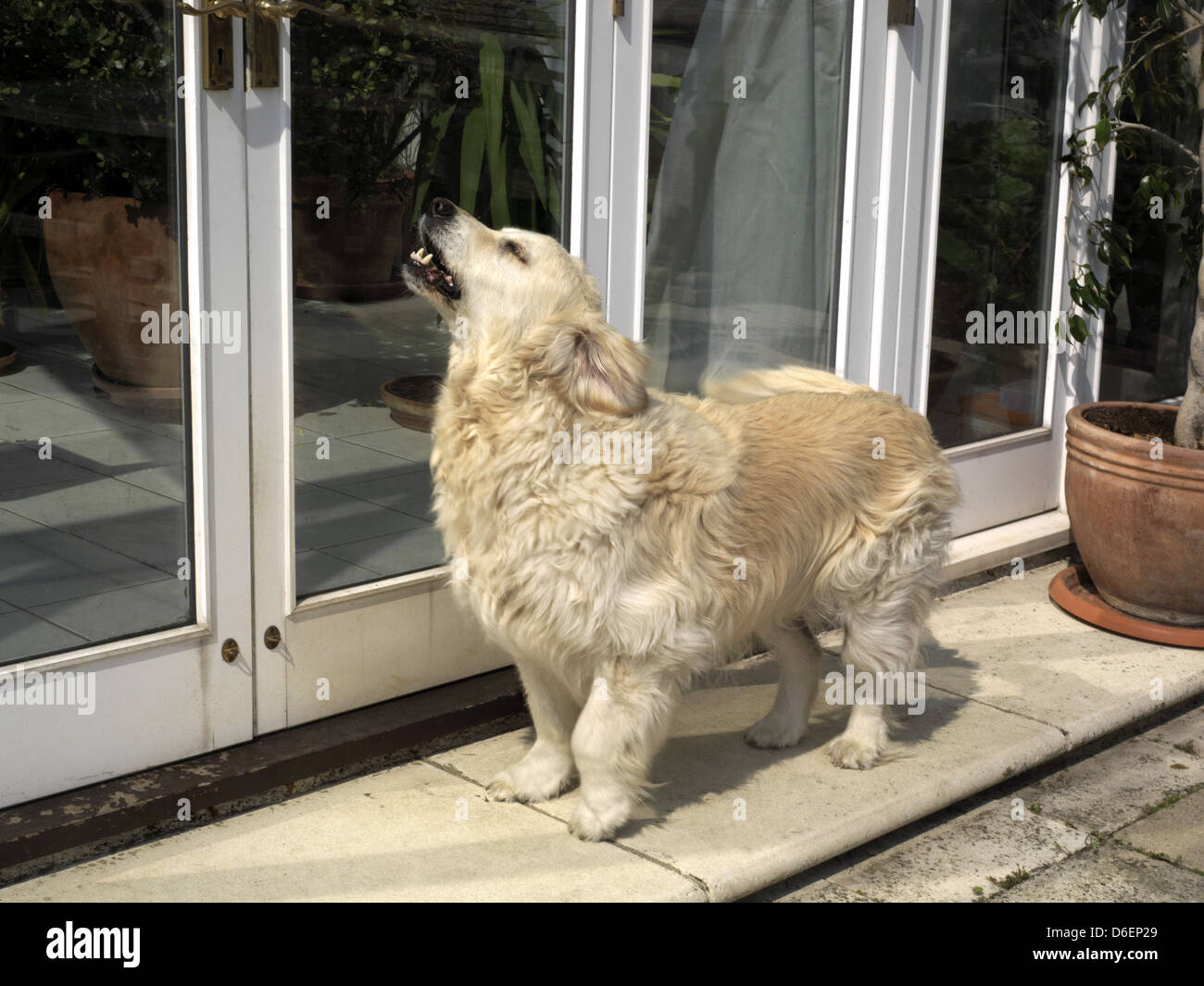 Dog barking at door 2025