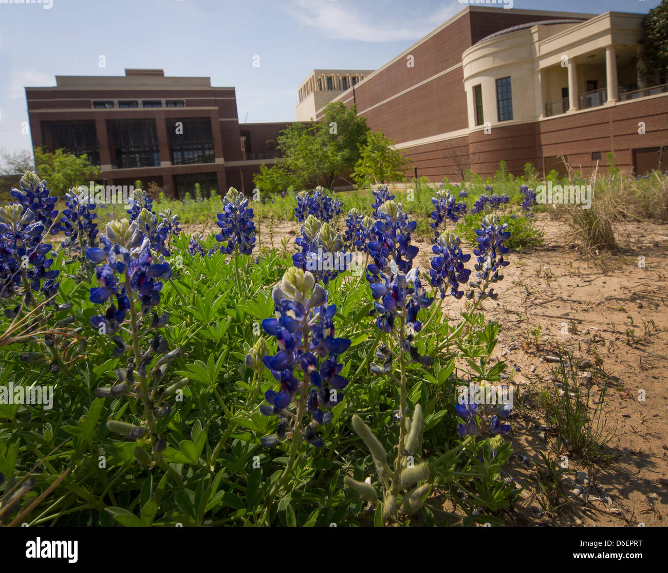 George W Bush Presidential Library features wild flowers and long with memories of 911. Bluebonnets, the Texas state flower blooms in the 24-acre site. Stock Photo
