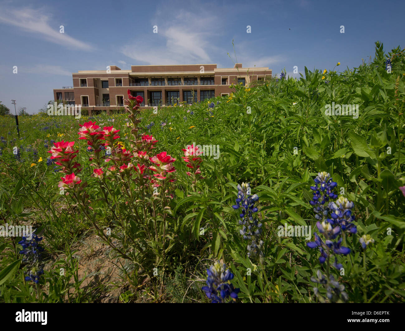 24 acre George W. Bush Presidential Center on the campus of Southern Methodist University was designed by New York architect Robert A. M. Stern and landscaped by Michael Van Valkenburgh. 13th presidential library opens to public May 1st 2013 after dedication with all living American presidents attending. 15 acre park promoting Texas plants. Stock Photo