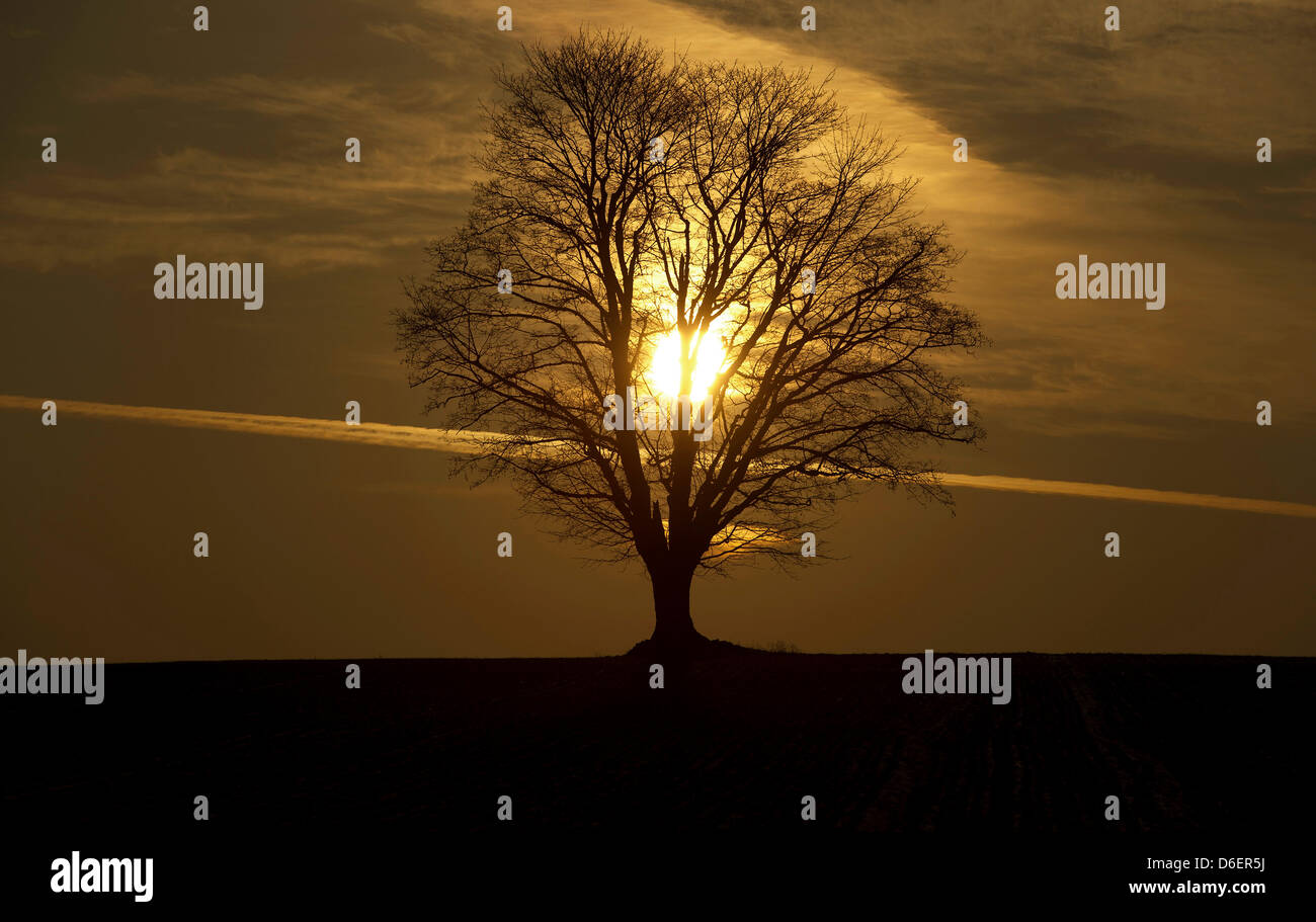 The silhouette of a tree is visible against the backdrop of a setting ...