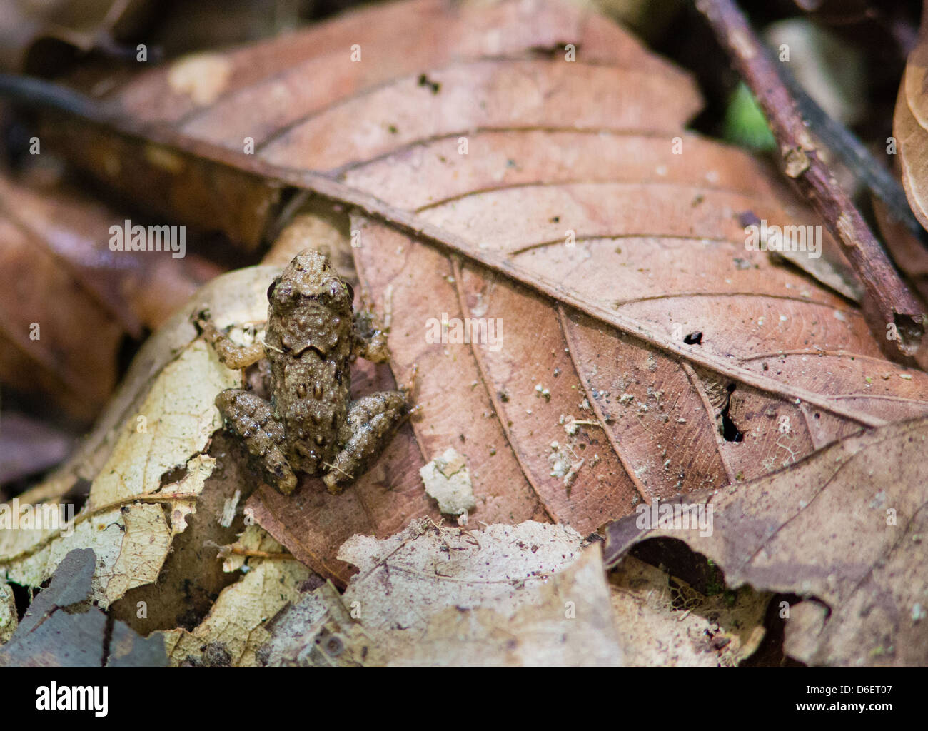 Tiny adult frog amongst the leaf litter of the rain forest of Danum Valley in Sabah Borneo Stock Photo
