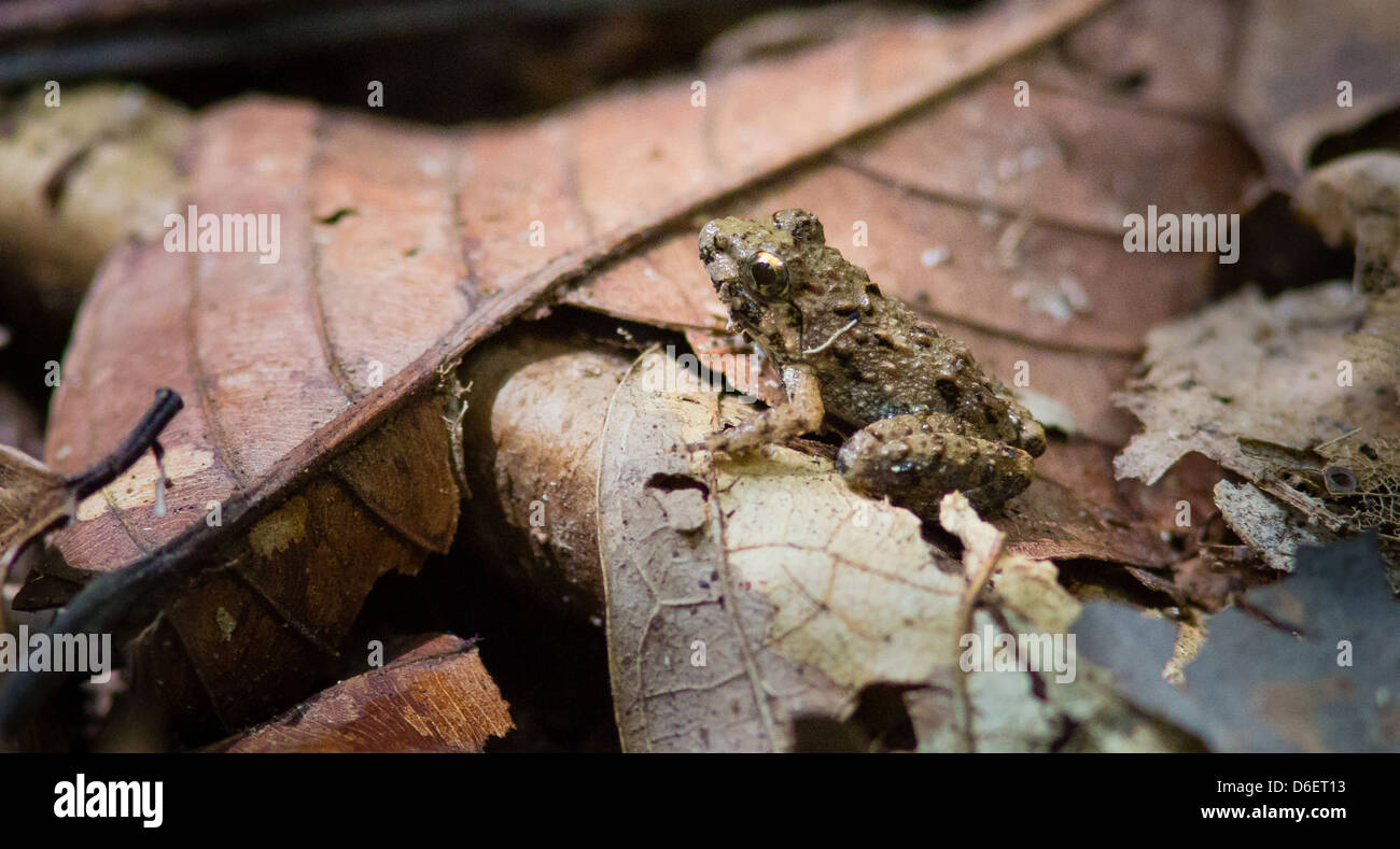 Tiny adult frog amongst the leaf litter of the rain forest of Danum Valley in Sabah Borneo Stock Photo