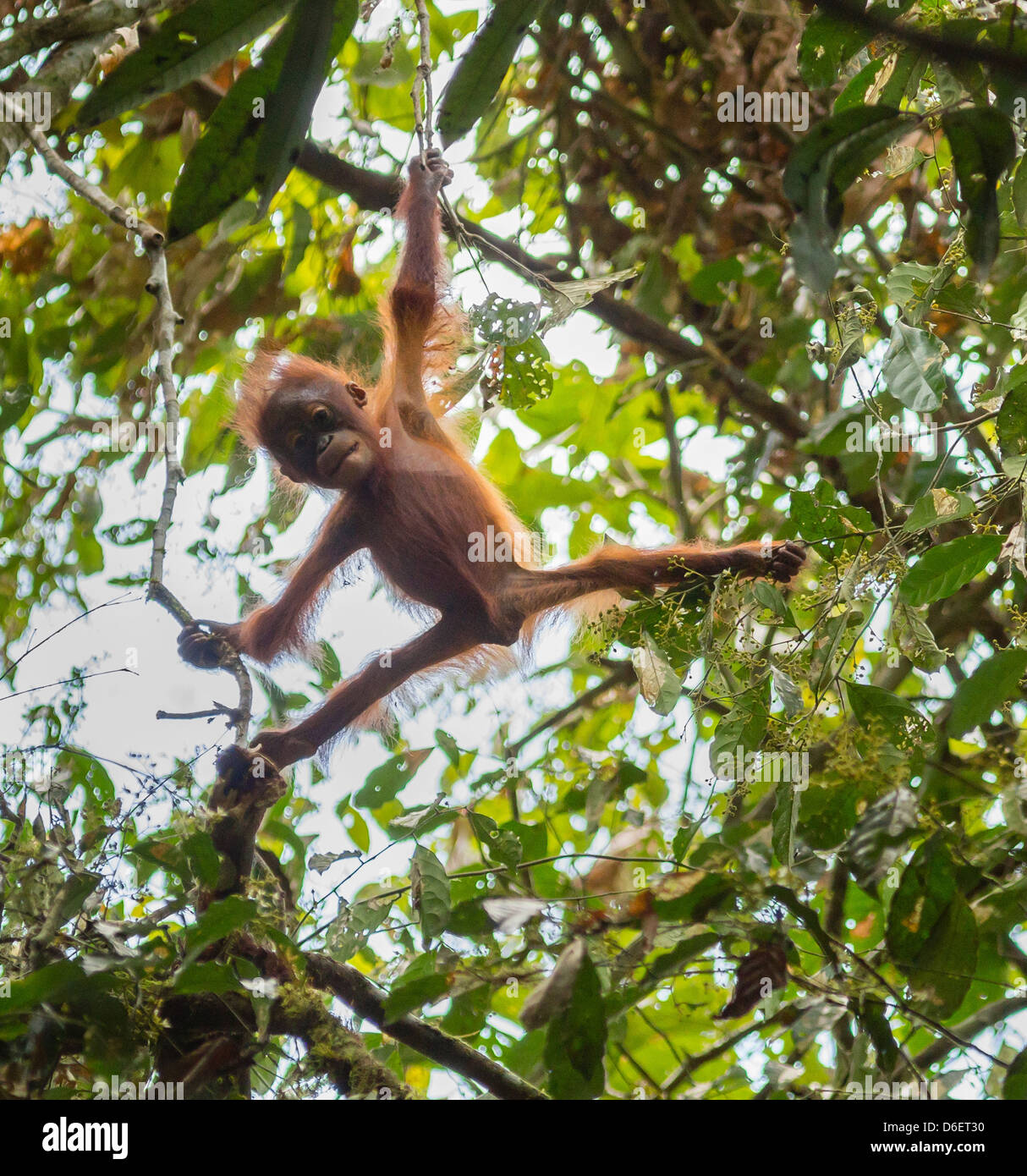 Wild juvenile Bornean Orangutan Pongo pygmaeus high in the rain forest canopy of the Danum Valley Sabah Borneo Stock Photo
