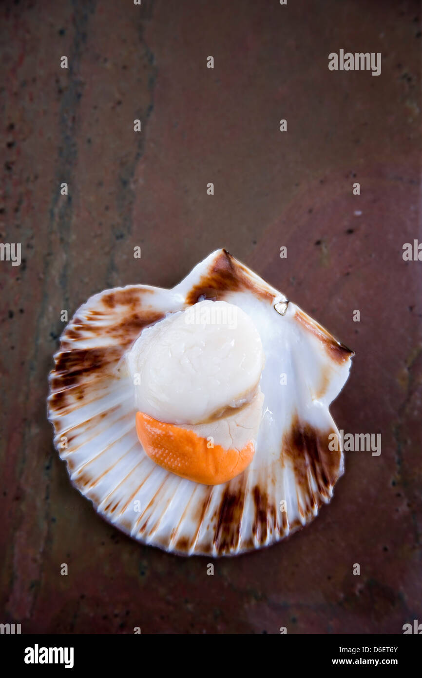 King scallop in half shell Stock Photo