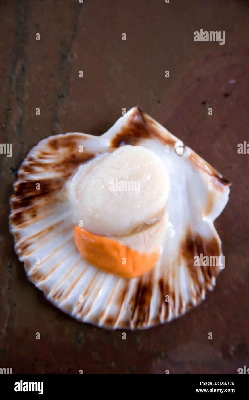 King scallop in half shell Stock Photo Alamy