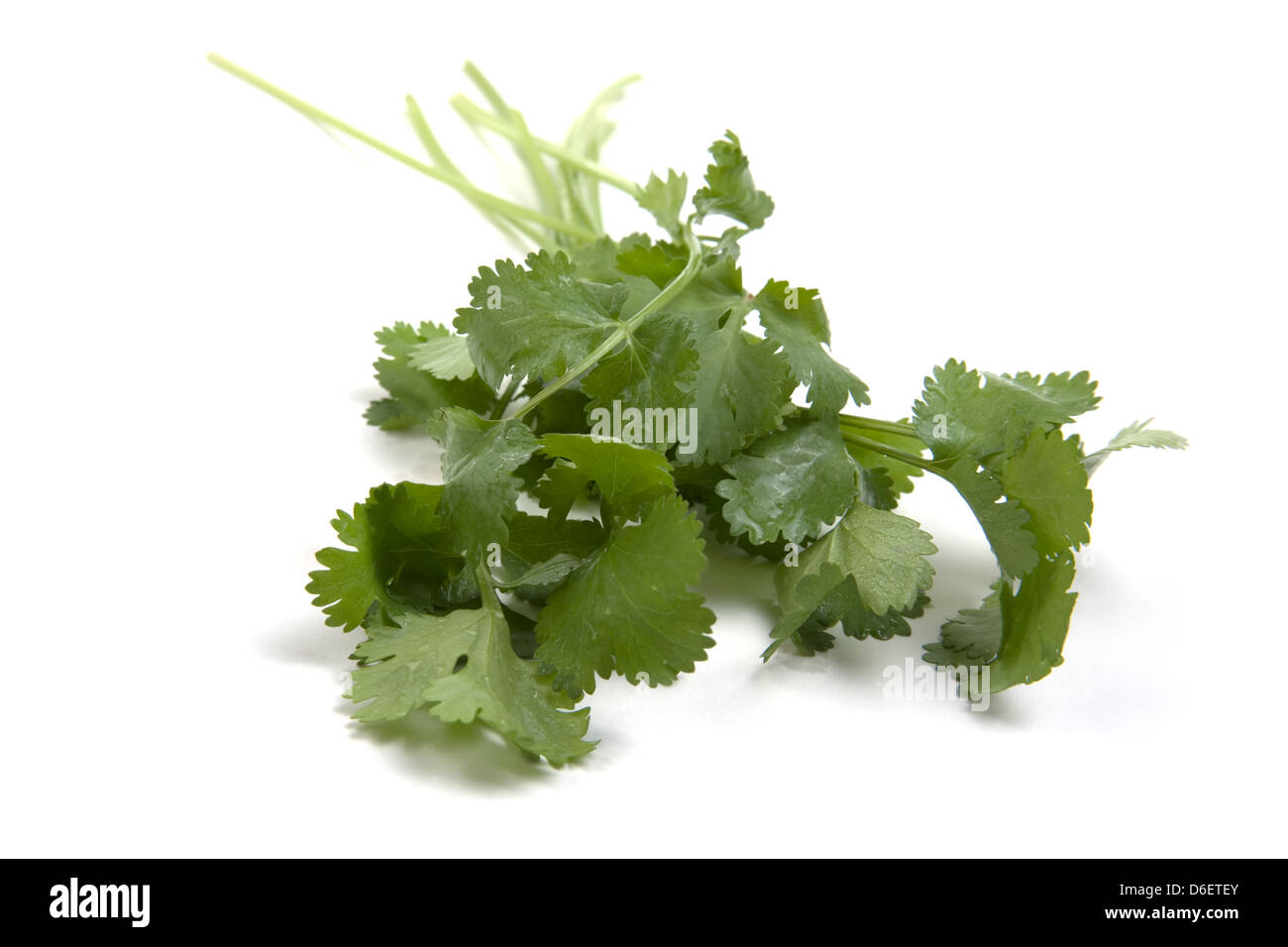 Bunch of fresh Coriander on white background Stock Photo Alamy