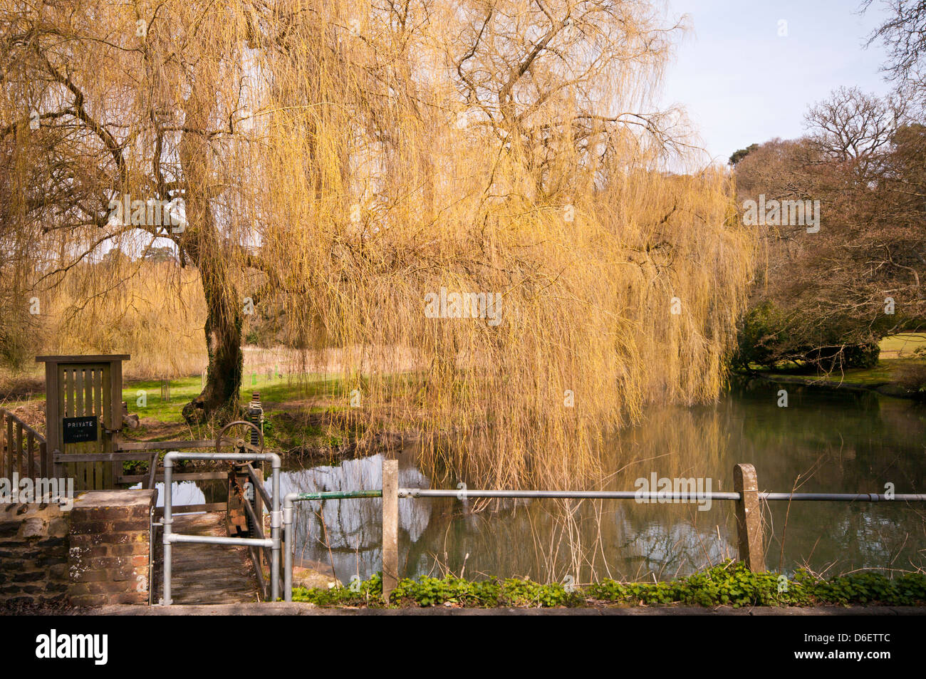 Weeping Willows Overhanging The River Wey Flowing Through The Surrey Countryside Just Outside Farnham Surrey UK Stock Photo