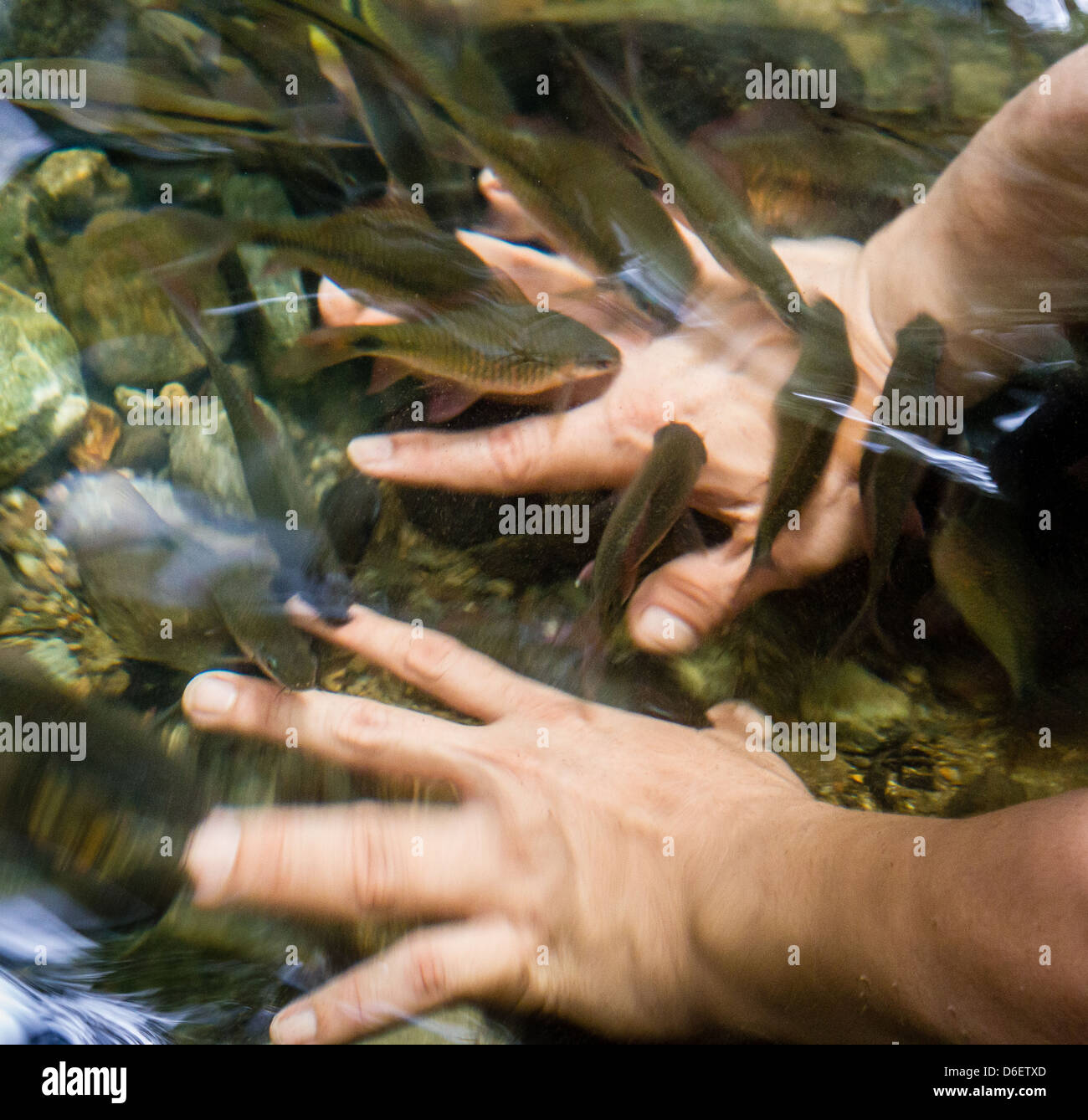 Wild Doctor Fish in the Jacuzzi Pool at the Danum Rainforest Lodge in Sabah Borneo nibbling skin cells on a man's hands Stock Photo