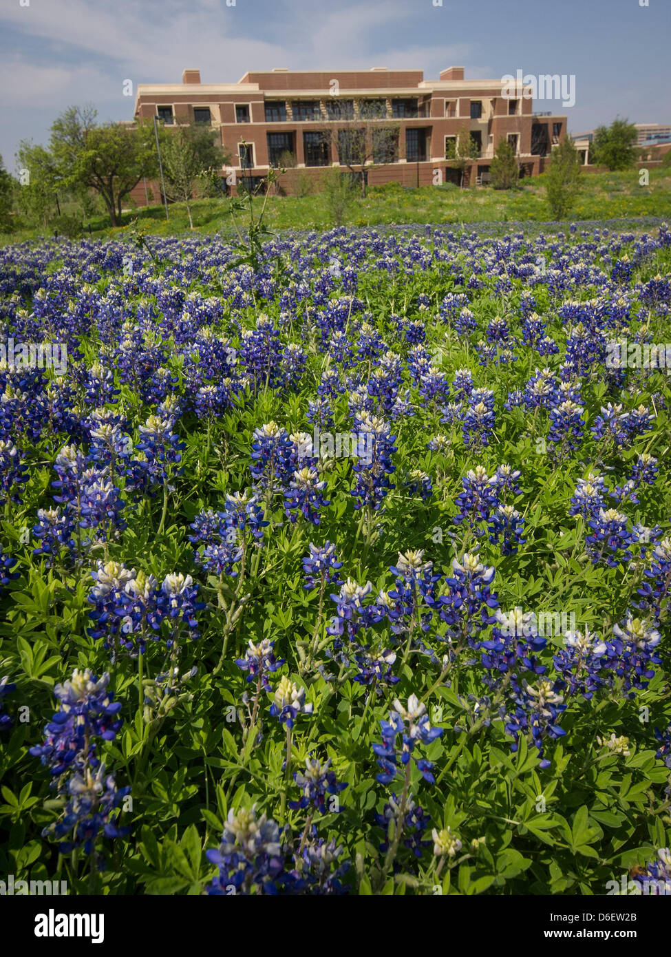Texas state flower the Bluebonnet blooms at the George W. Bush Presidential Library and Museum on the Southern Methodist University campus, alma mater of Mrs. Laura Bush. Stock Photo