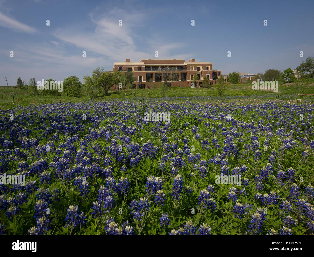 George W Bush Presidential Library  the 13th Presidential Library. 14-acre site includes a 15-acre park dedicated to Texas wildflowers and native plants. State flower, Texas Bluebonnet, blooms in March-April. Stock Photo