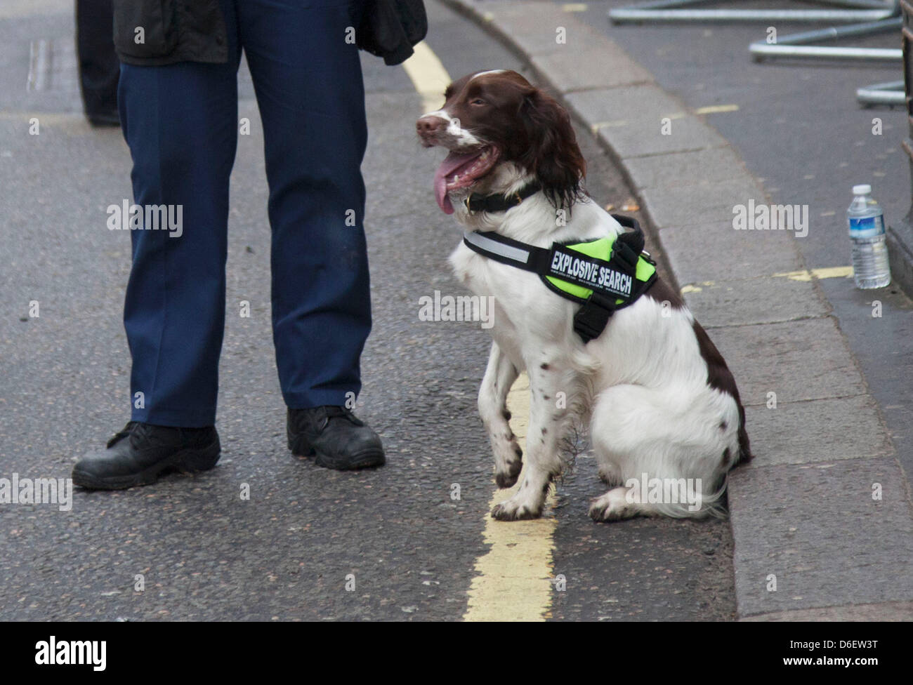 Metropolitan police sniffer dog wearing a band which says EXPLOSIVE