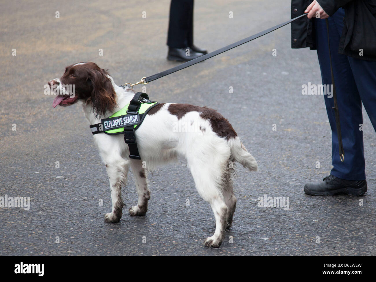 Metropolitan police sniffer dog wearing a band which says EXPLOSIVE