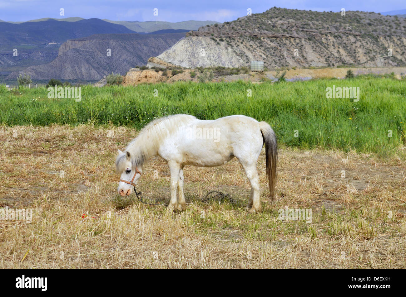 White horse in dry hi-res stock photography and images - Alamy