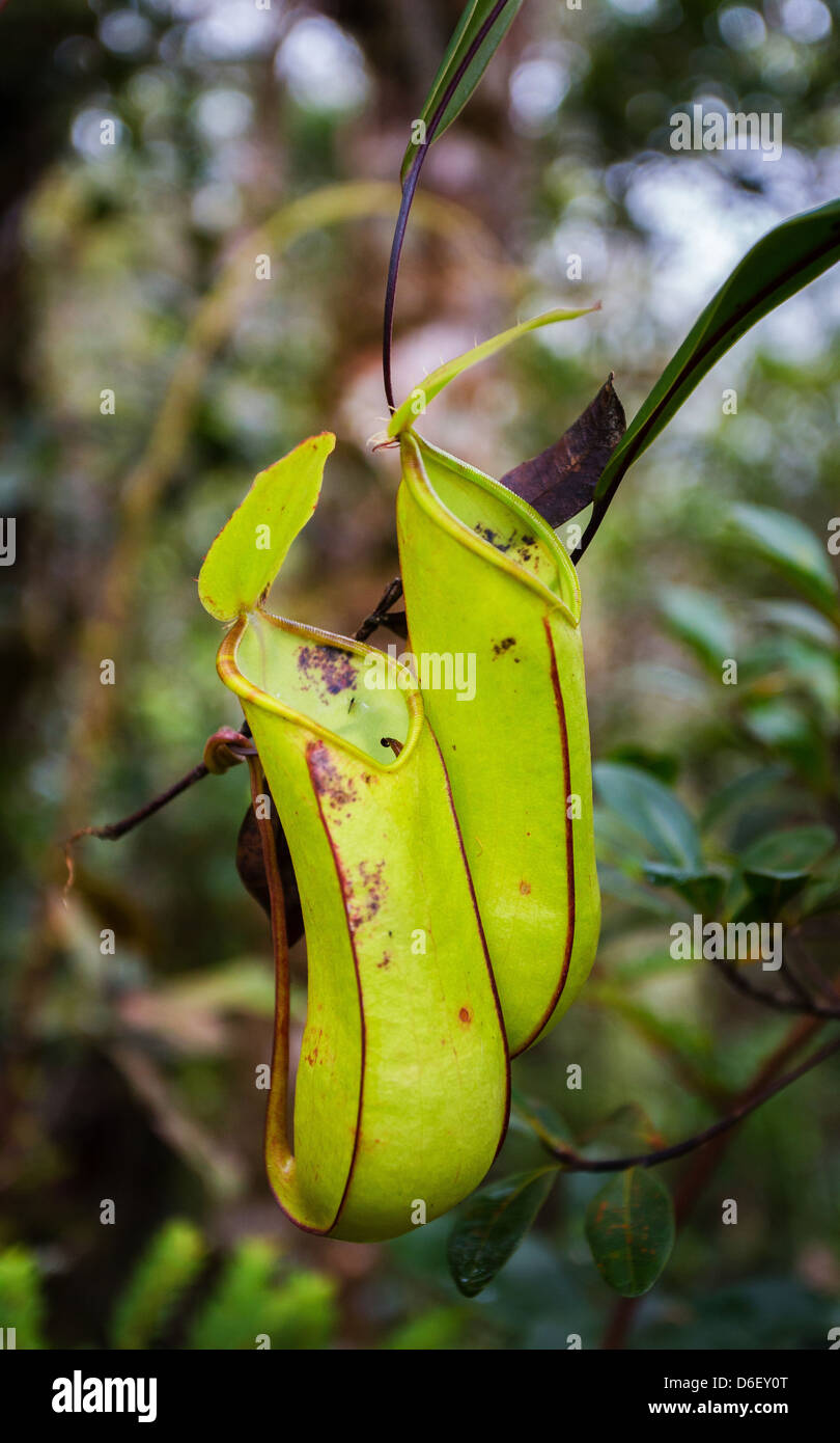 Pitcher plant Nepenthes stenophylla pair growing in the cloud forested slopes of Mount Kinabalu in Sabah Borneo Stock Photo