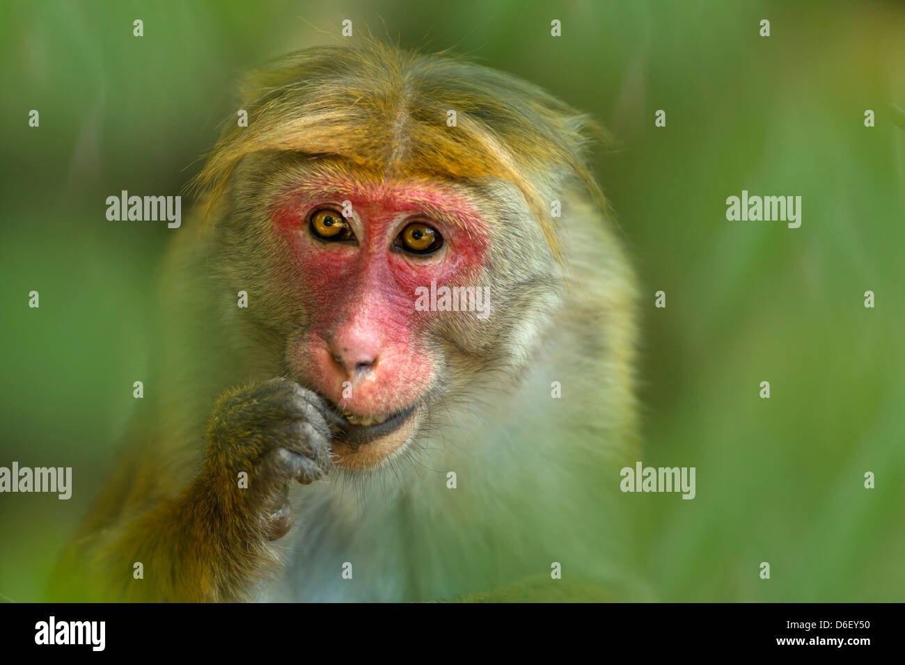 Toque Macaque Macaca sinica sinica portrait of female Stock Photo