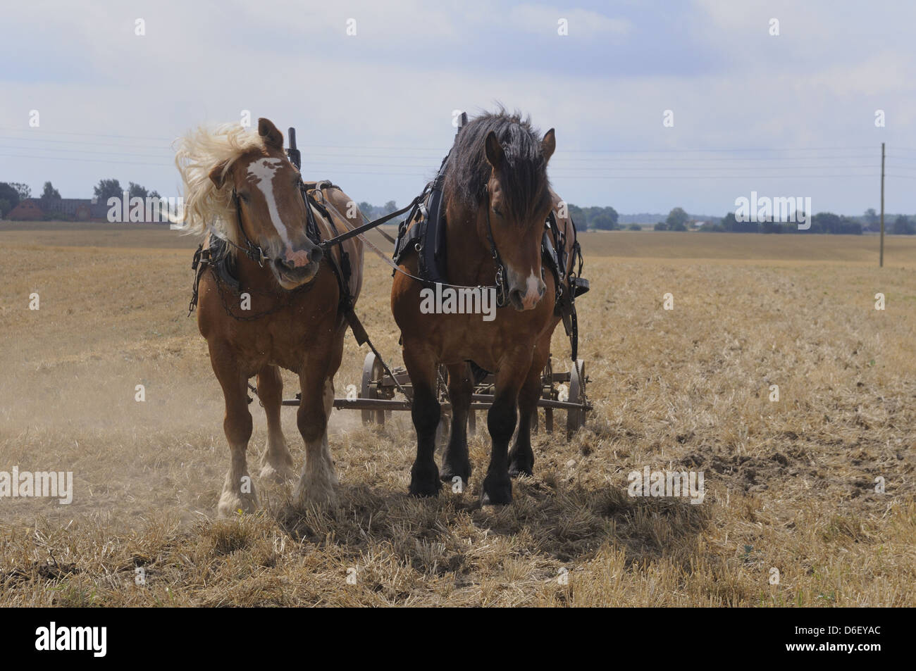 Carthorses working on a stubblefield preparing for the next sowing