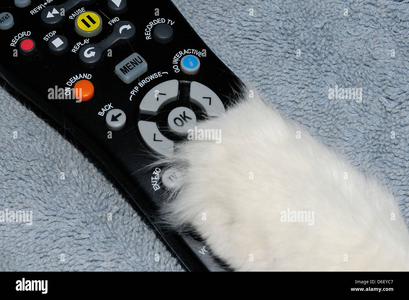 Cat paw on TV remote control. Stock Photo