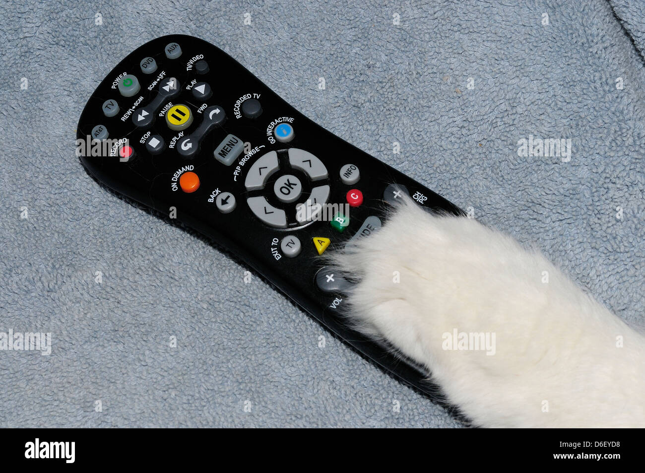 Cat paw on TV remote control. Stock Photo