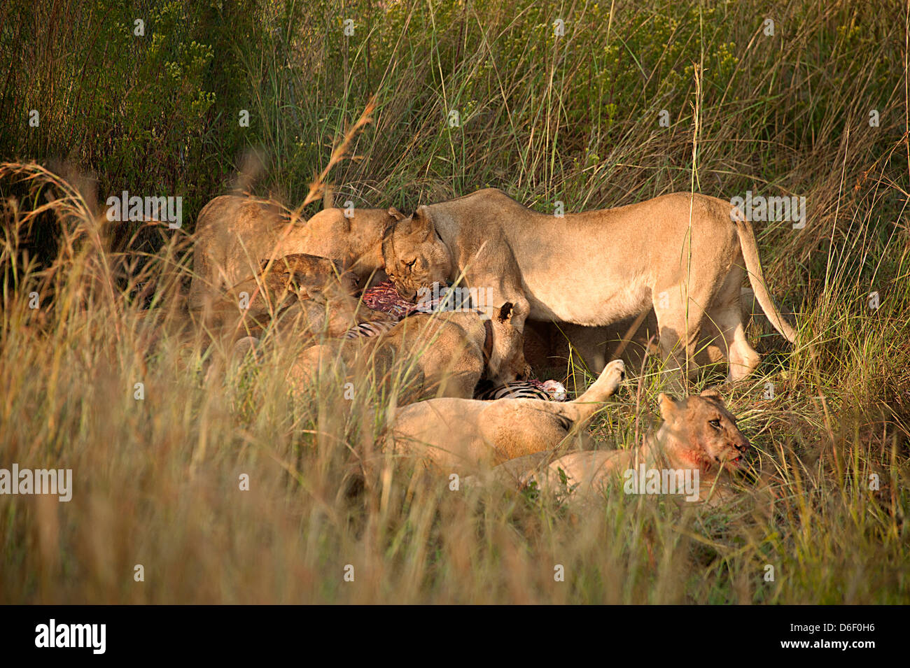 Lions feeding off their night's kill in the Savannah in Antelope Park, Zimbabwe. Stock Photo