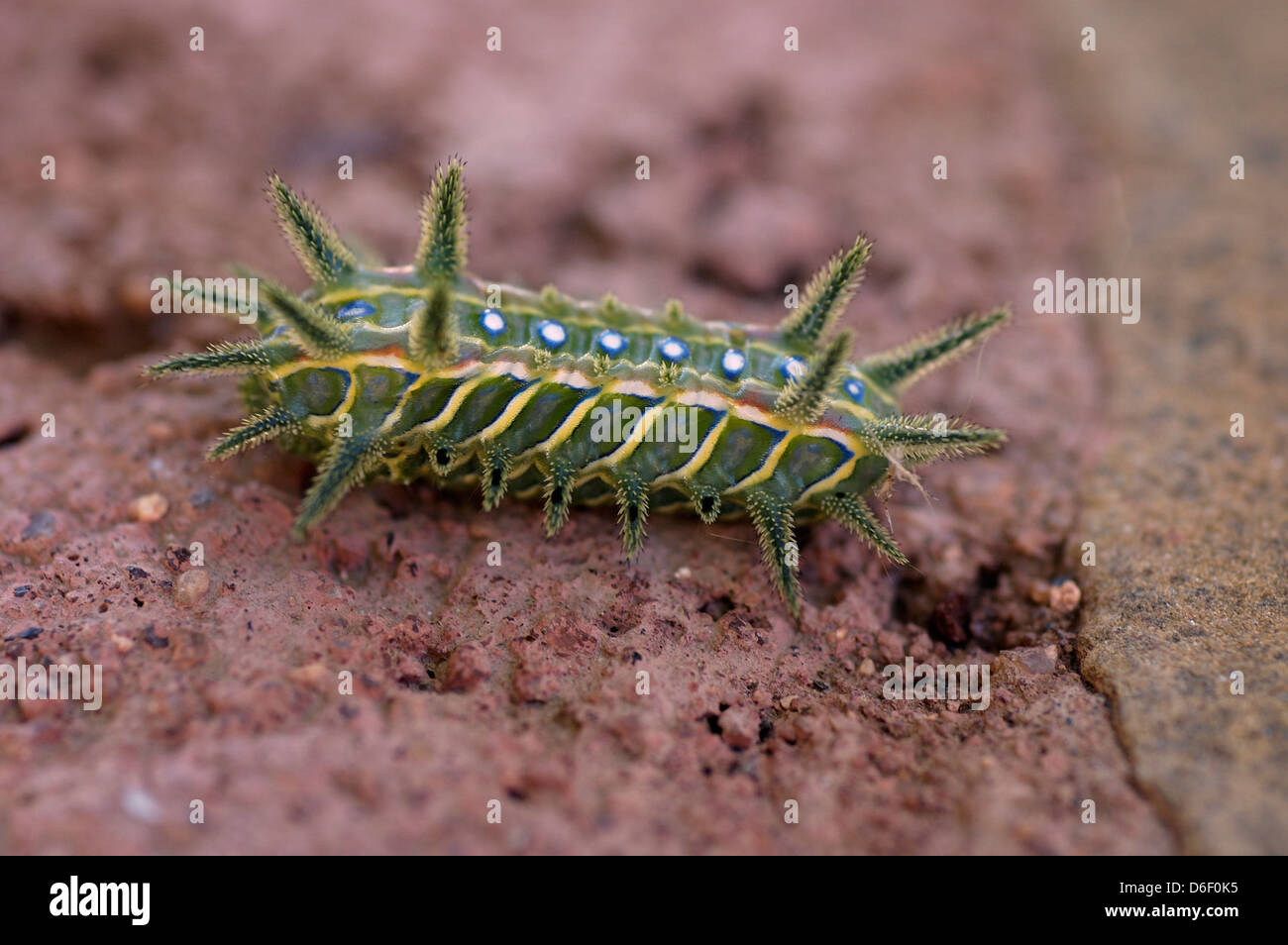 Slug / Cup moth caterpillar (Limacodidae = Euclidae) with stinging bristles, Namibia Stock Photo