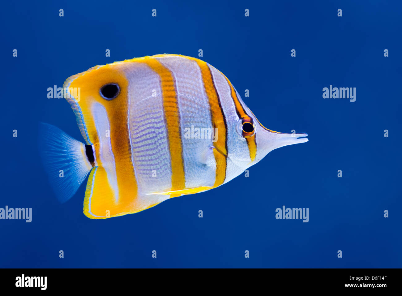 Sea life: exotic tropical coral reef copperband butterfly fish (Chelmon ...