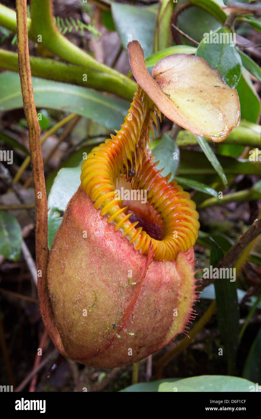 Pitcher Plant Nepenthes villosa growing close to the trail up Mount Kinabalu in Sabah Borneo Stock Photo