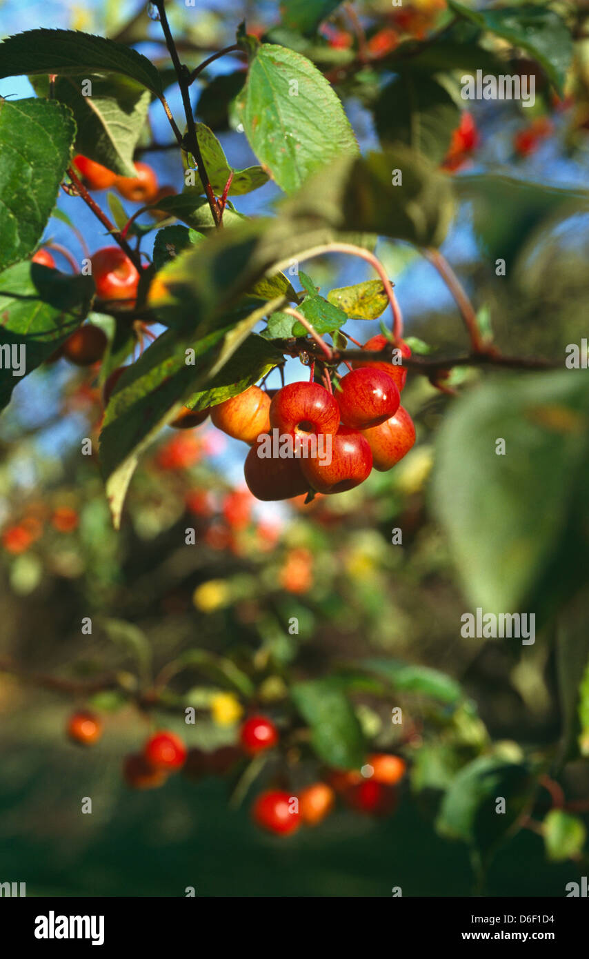 Apples growing in an orchard Stock Photo - Alamy