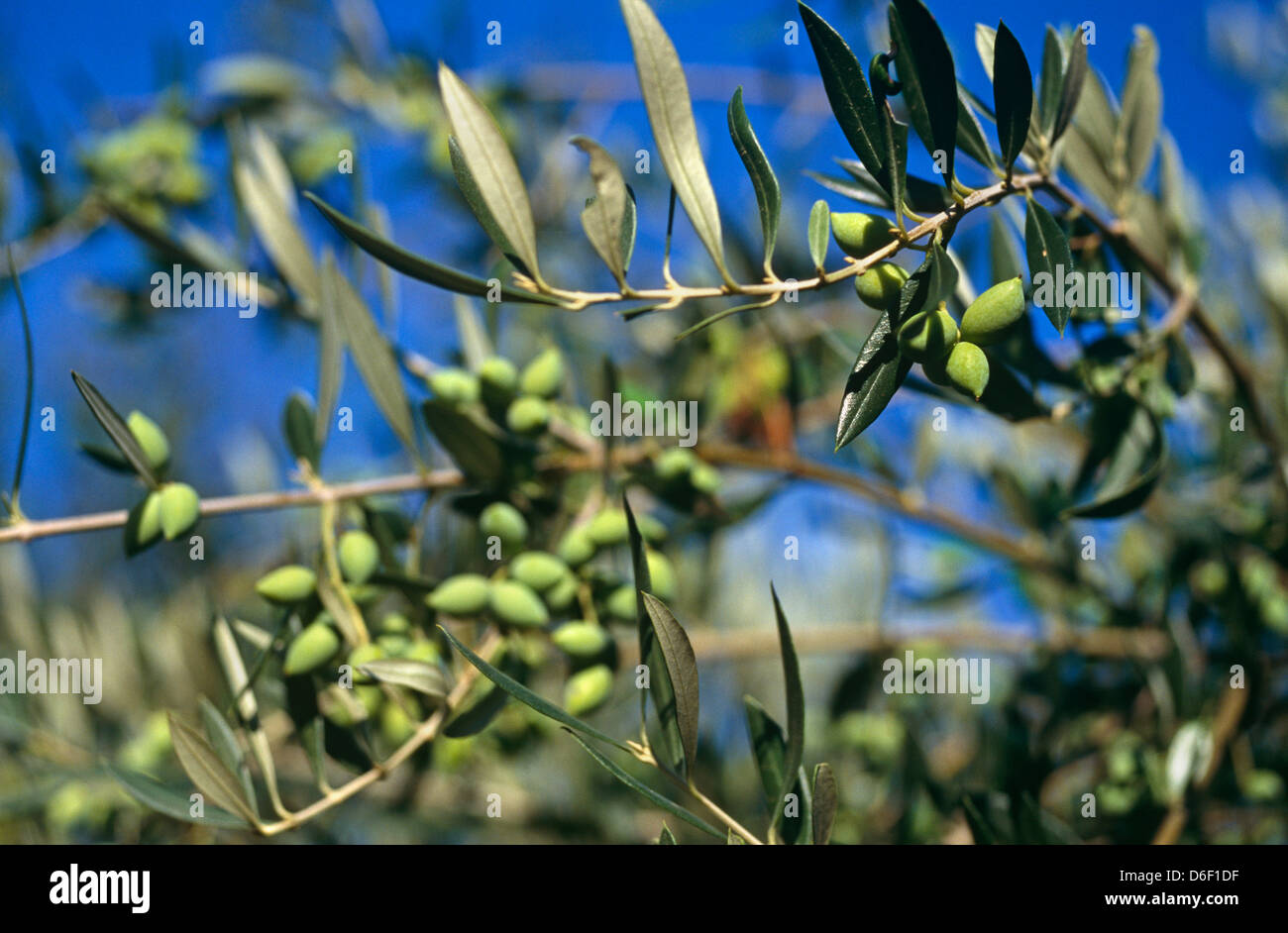 Green olives on a vine Stock Photo Alamy