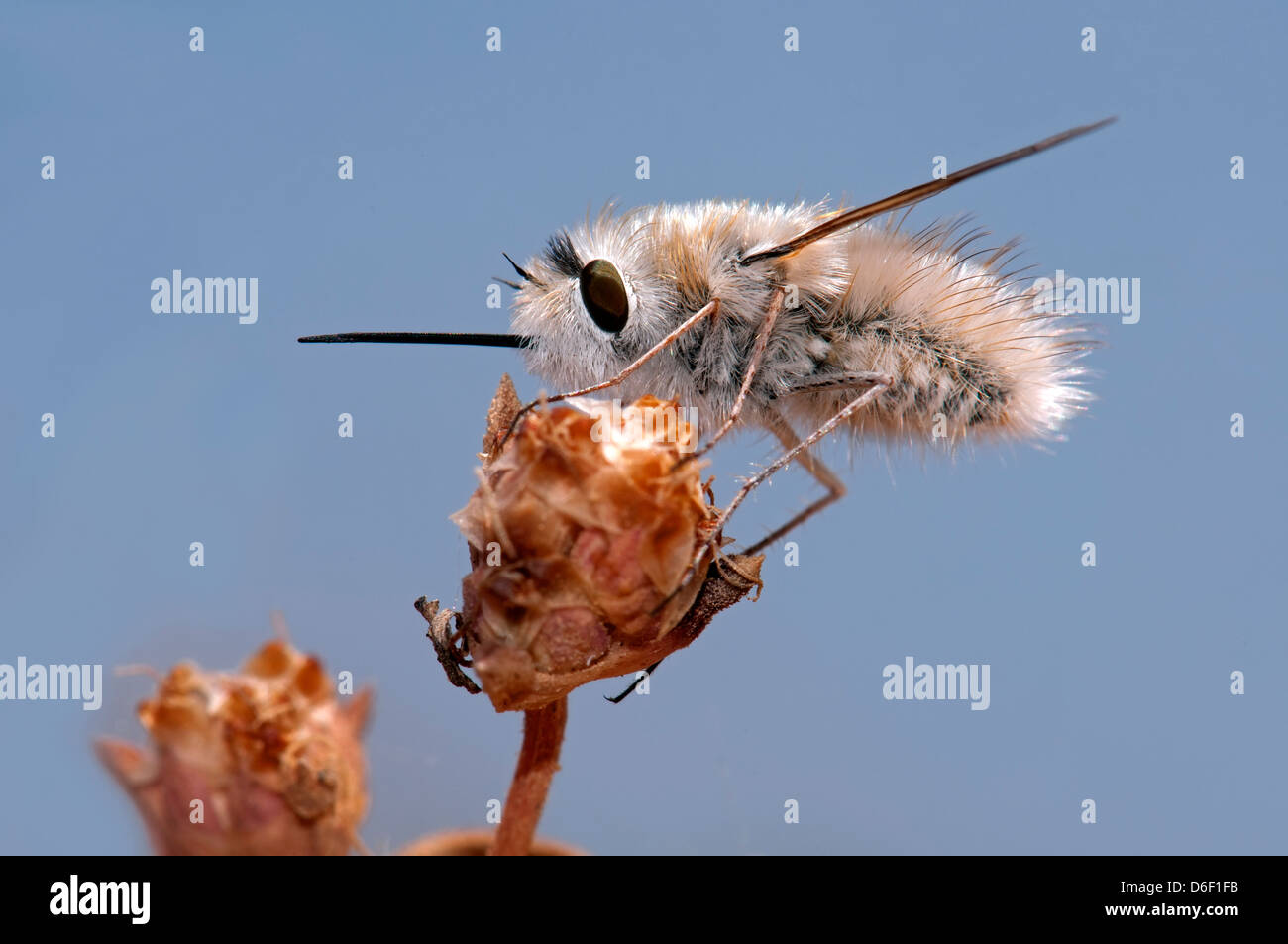 Bumpy Fly Bombylus, hairy fly Stock Photo - Alamy